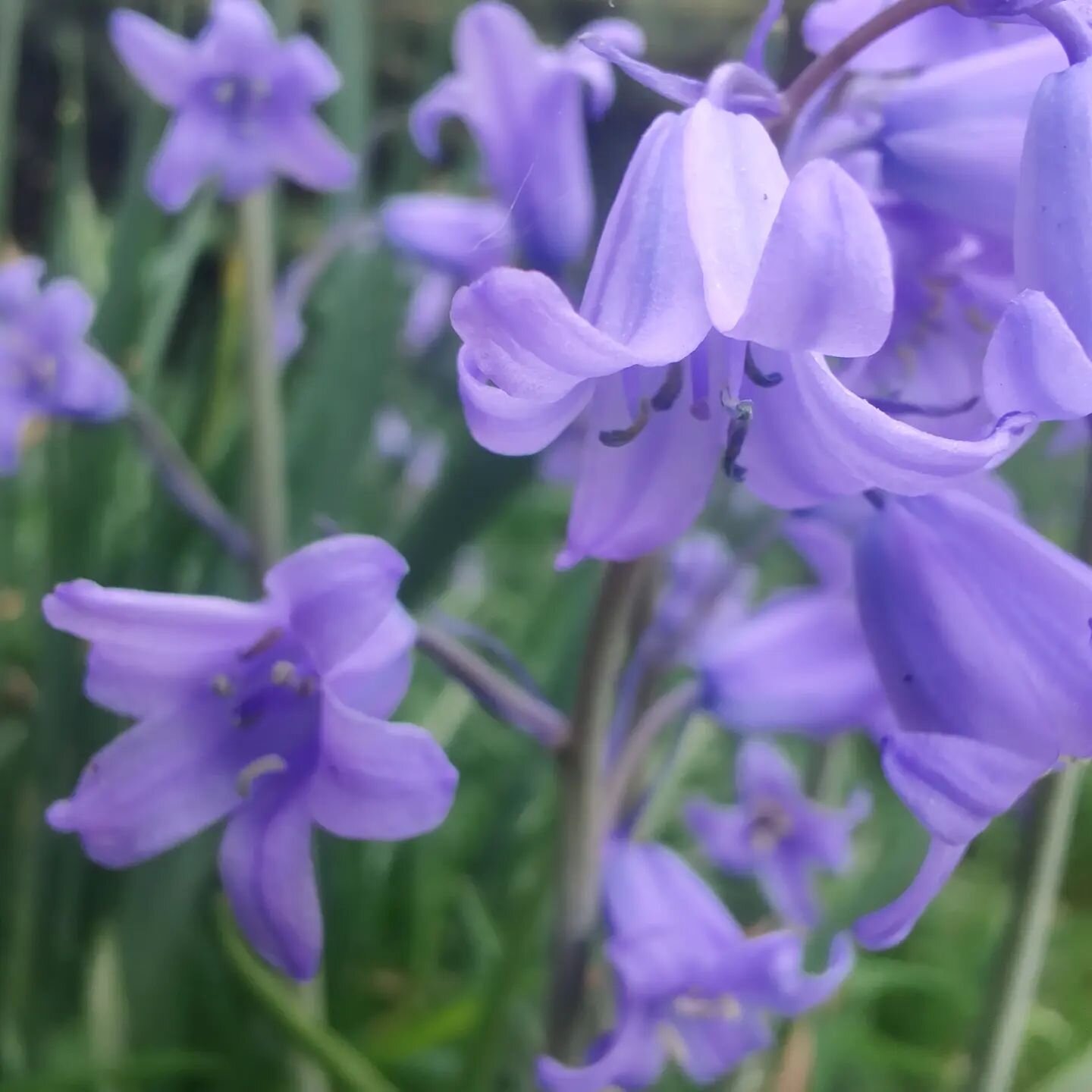 Last call for the May 26th free clinic! I had a cancellation and have one appointment slot open. If you'd like support from me (and the plants!) but can't afford a package, send me a DM asap! 💖 You can live anywhere (we can meet virtually) and you g