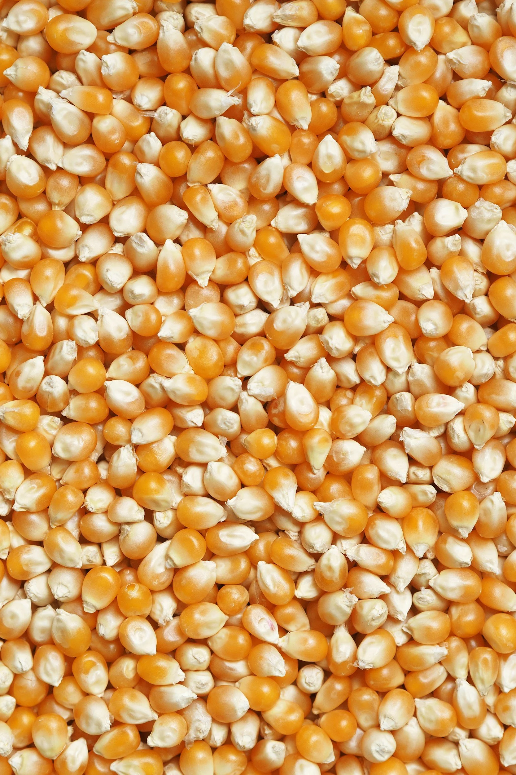 Close-up of yellow popcorn kernels scattered.