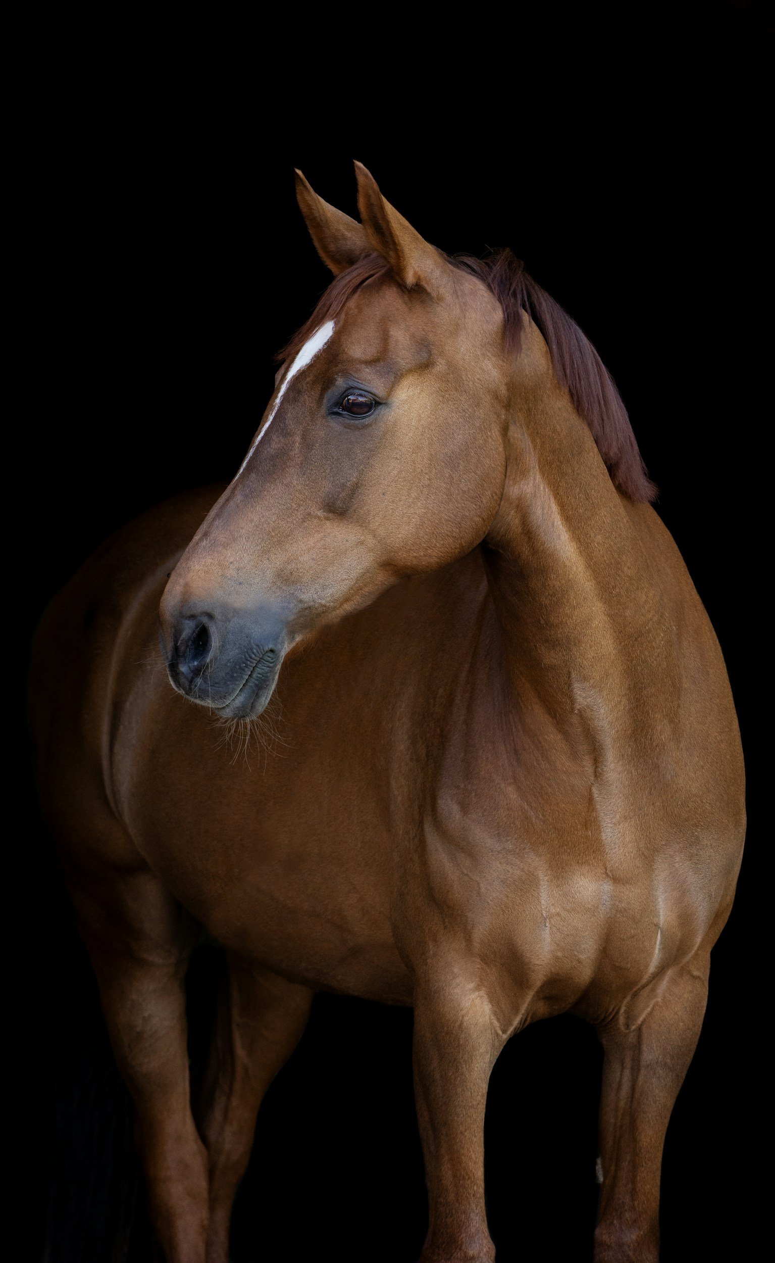 A chestnut horse with a white stripe on its face against a black background.