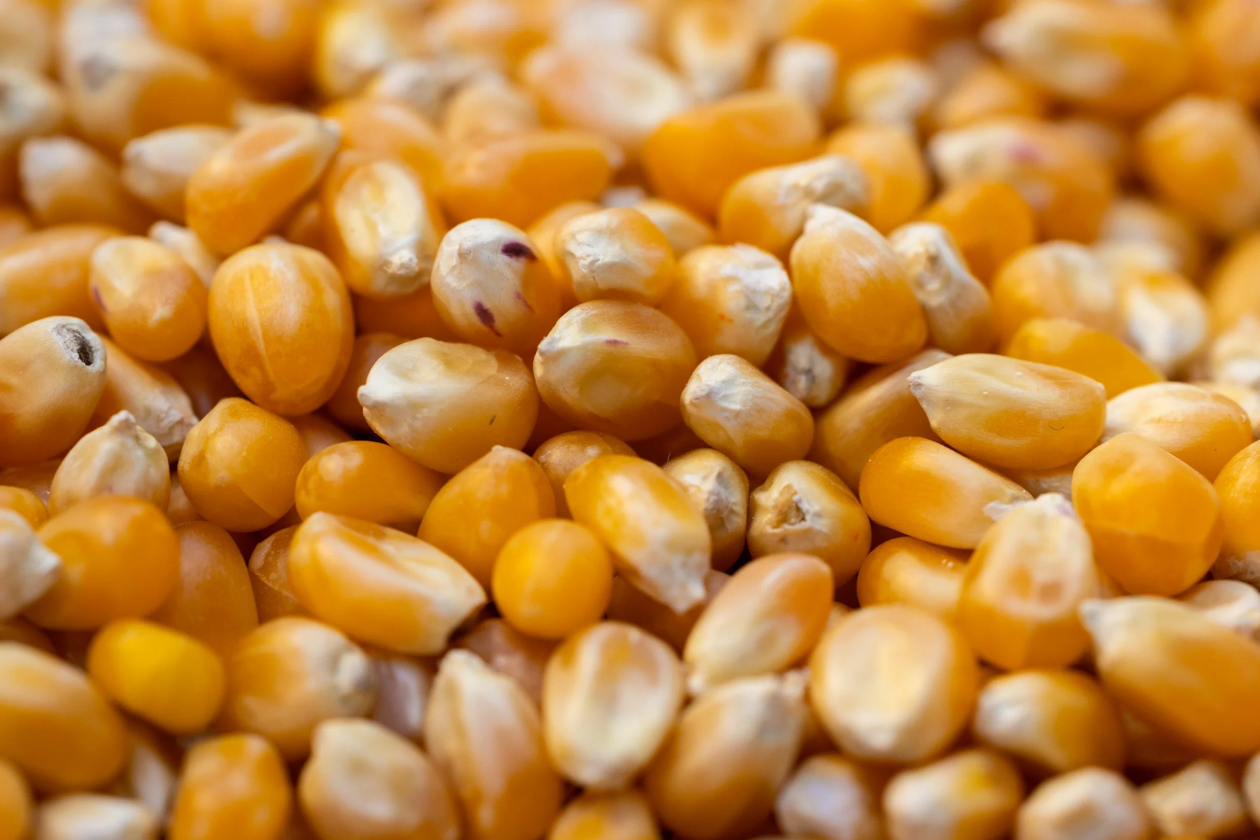Close-up of yellow popcorn kernels