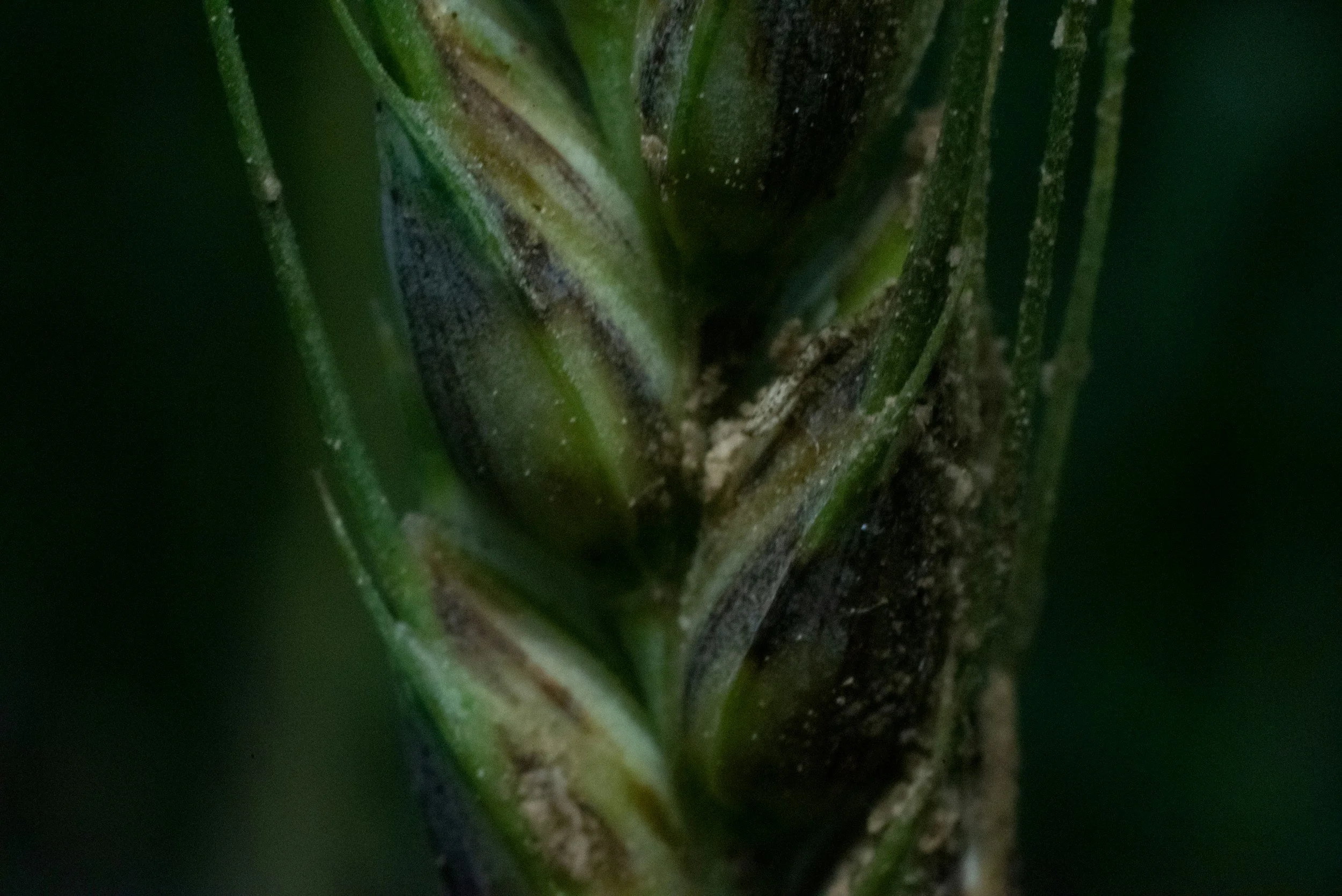 Close-up of a green plant stem with dark and light green sections, showing textured surface and parts of leaves.