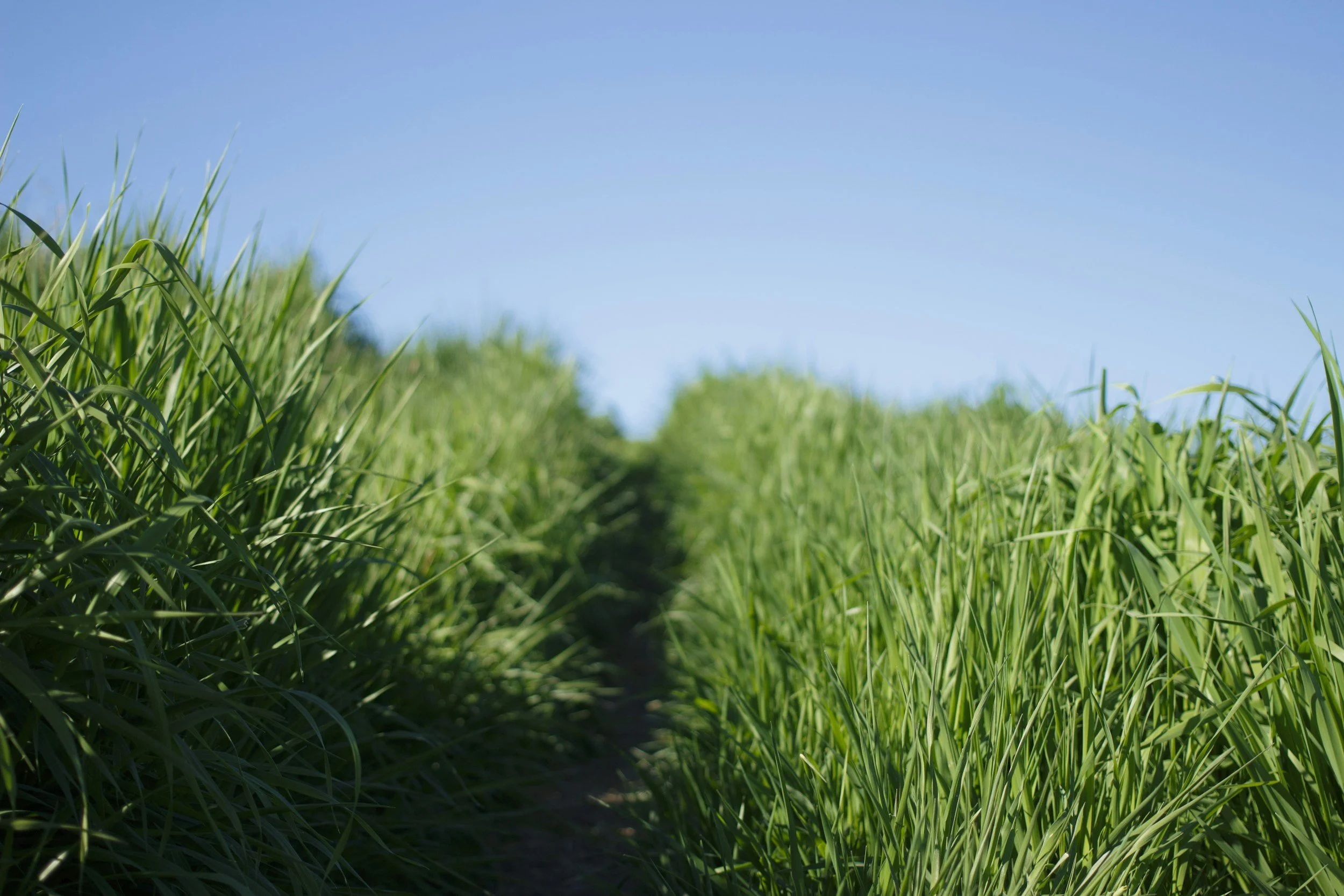 The Silent Interference: How Silica Shapes - and Skews - NIR Analysis of Grass and Forage Tissue