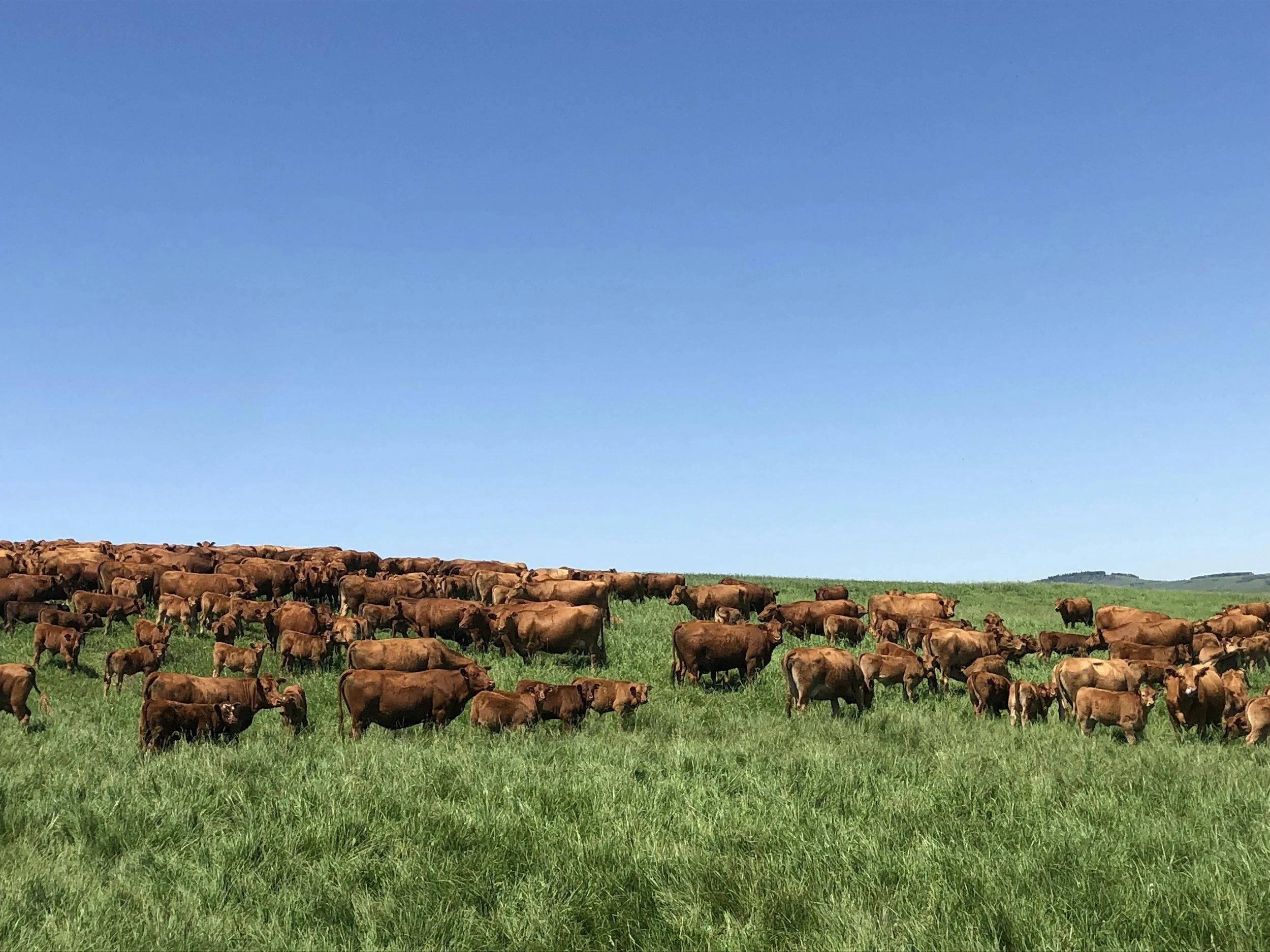 The Hidden Complexity of Scanning Fresh-Cut Forage: Why "Wet" Doesn't Mean "Simple"