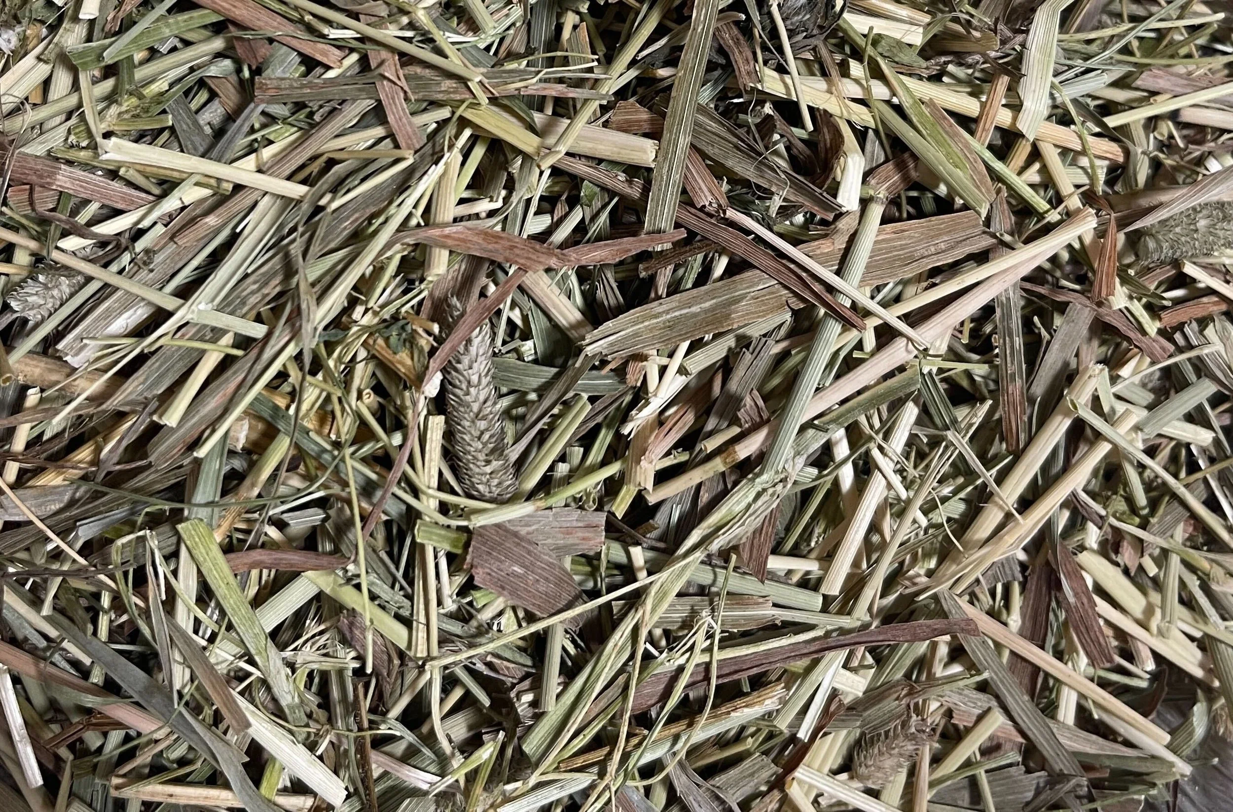 Dry grass, leaves, and pinecones scattered on the ground.