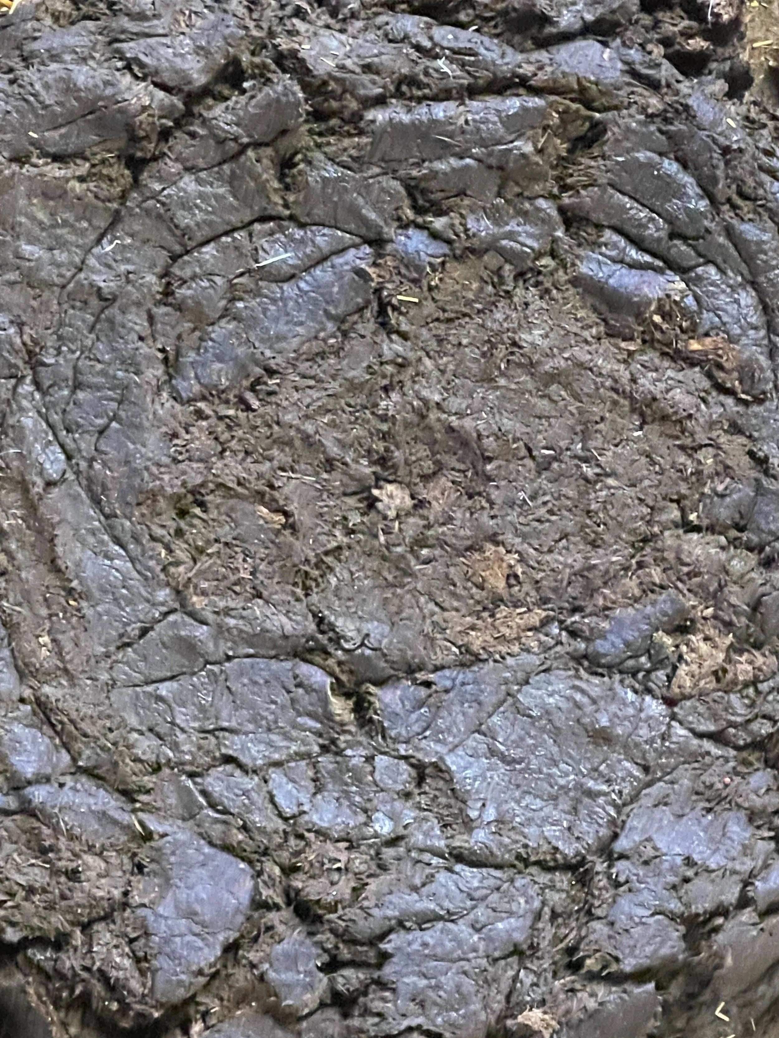 Close-up of wet, dark brown mud with scattered small twigs and dried leaves.