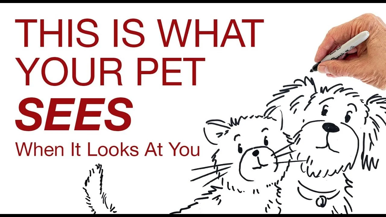 This Is What Your Pet Sees!