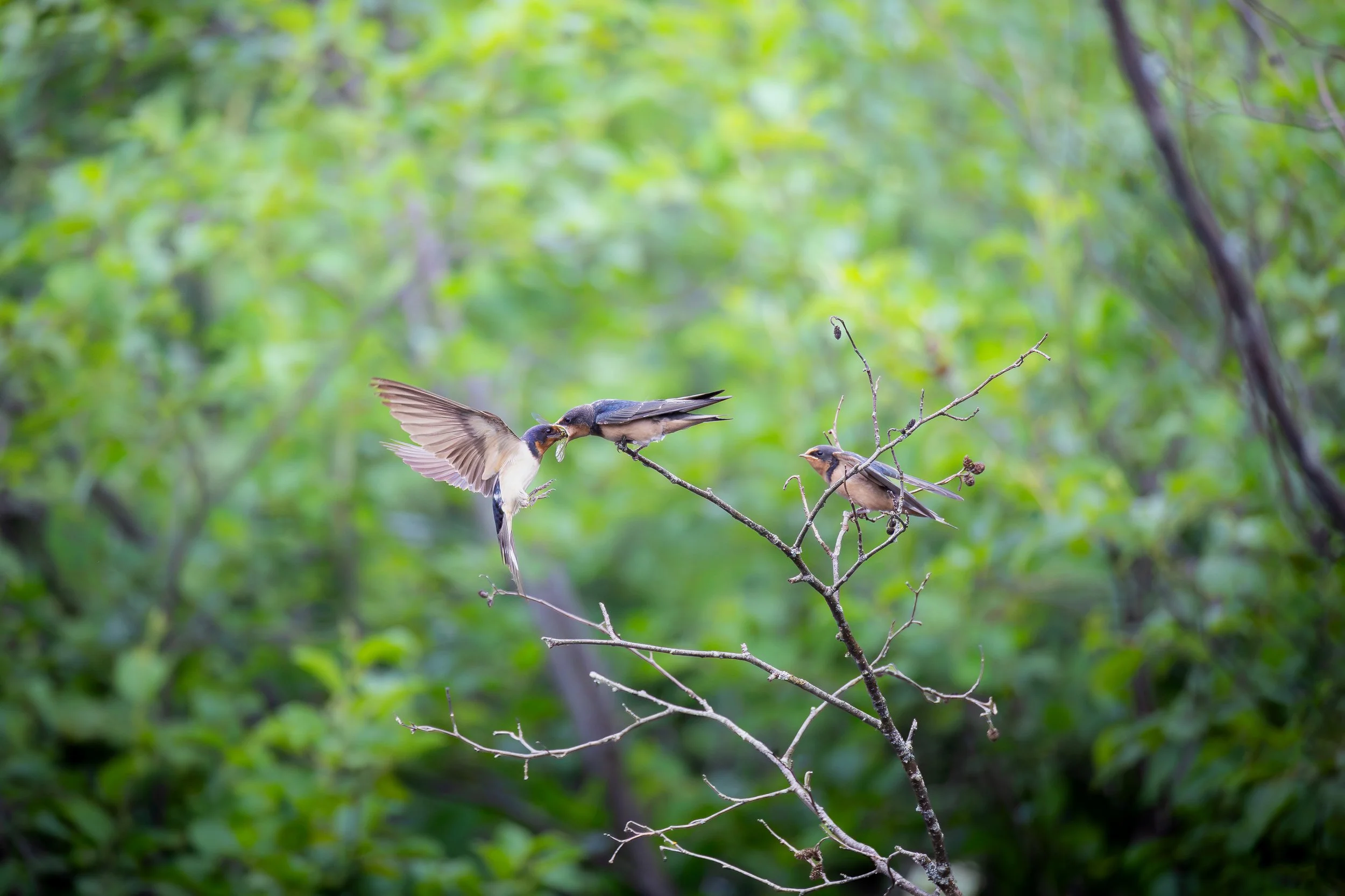 Barn swallow feeding its young - Hirundo rustica