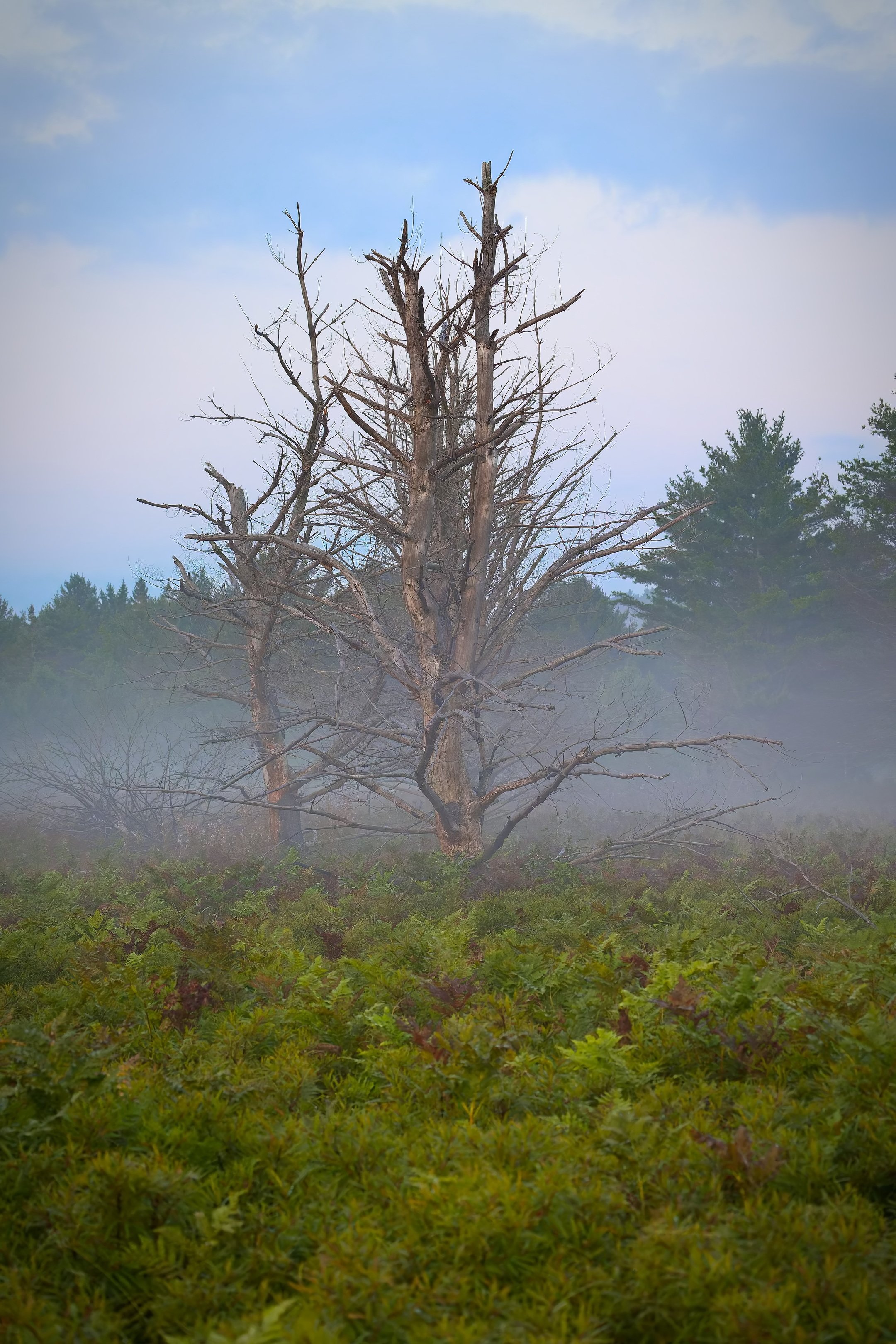 Old Burn