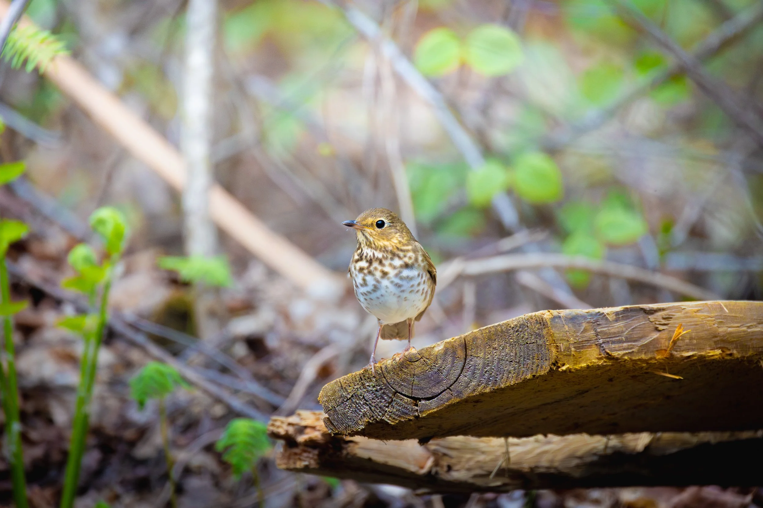 A bold Swainson's Thrush - Catharus ustulatus