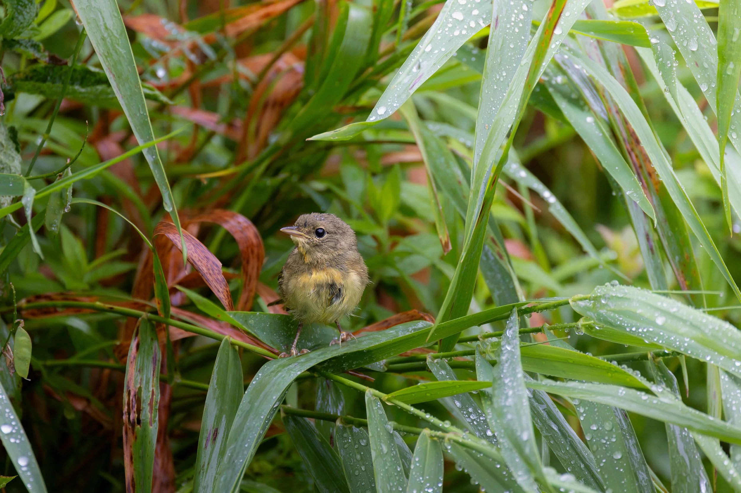 Common Yellowthroat in the rain pt.1 - Geothlypis trichas