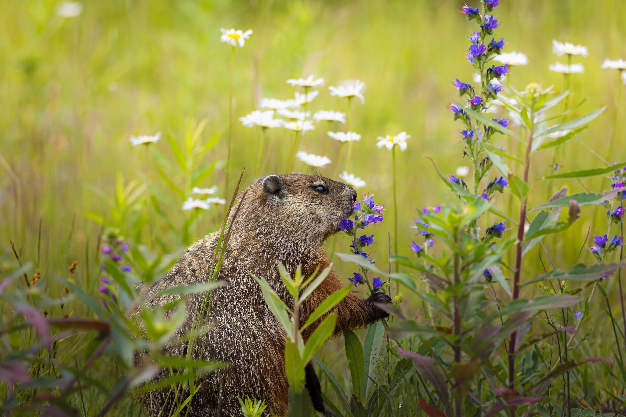 Groundhog enjoys the flowers - Marmota monax