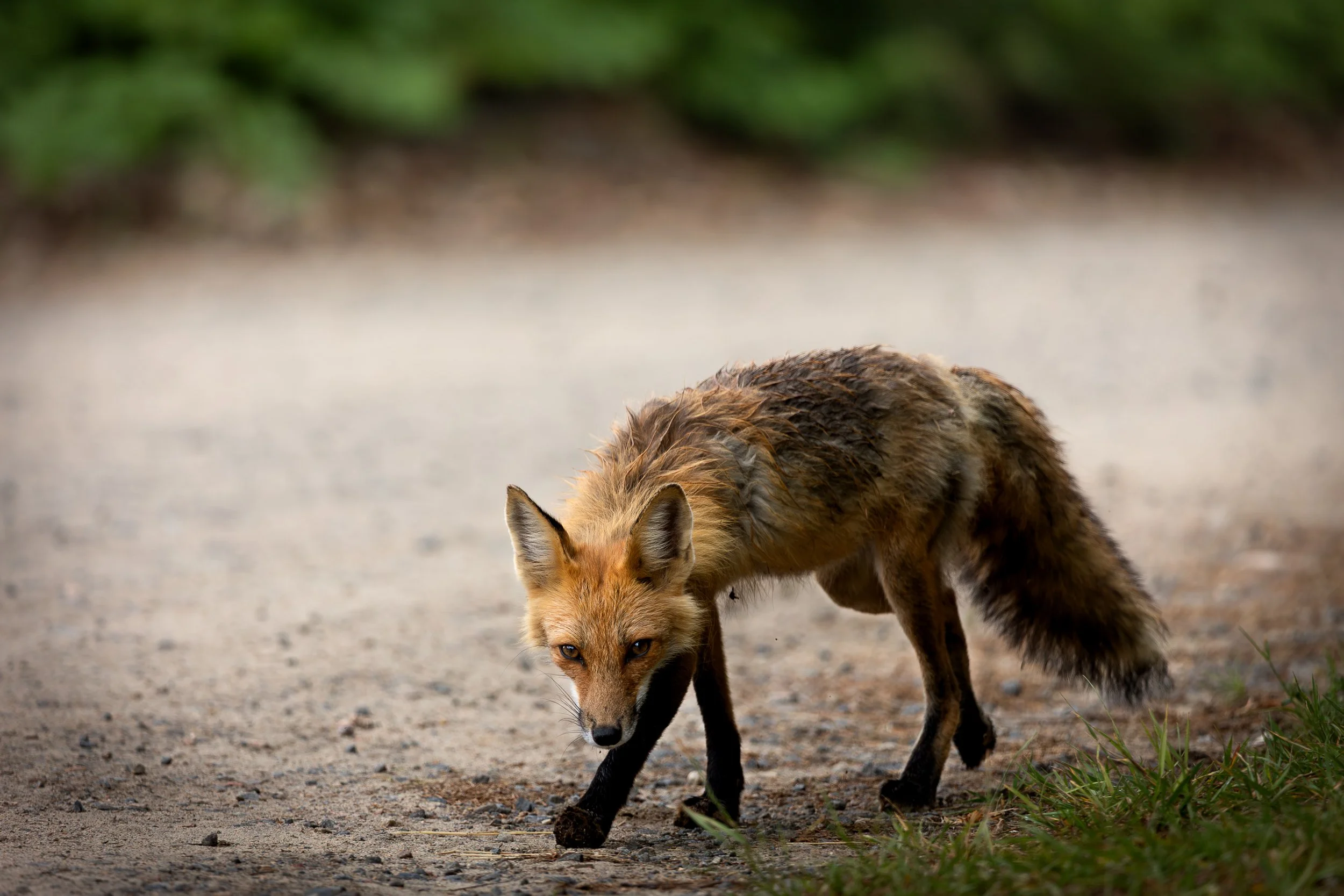 Red Fox - Vulpes vulpes