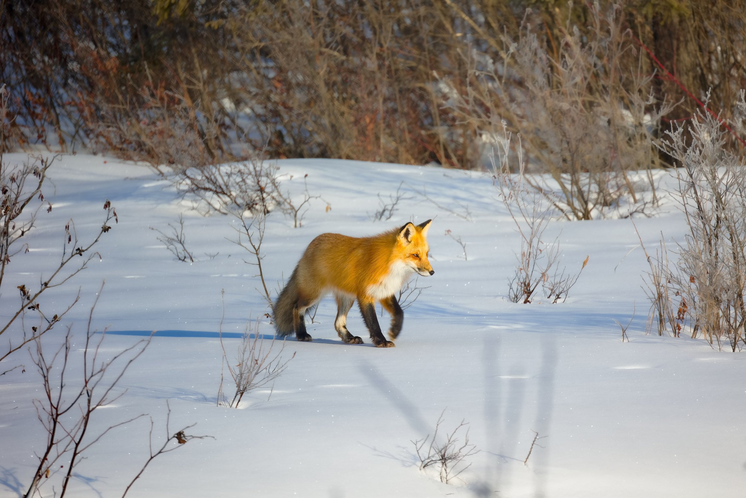 Red fox in winter