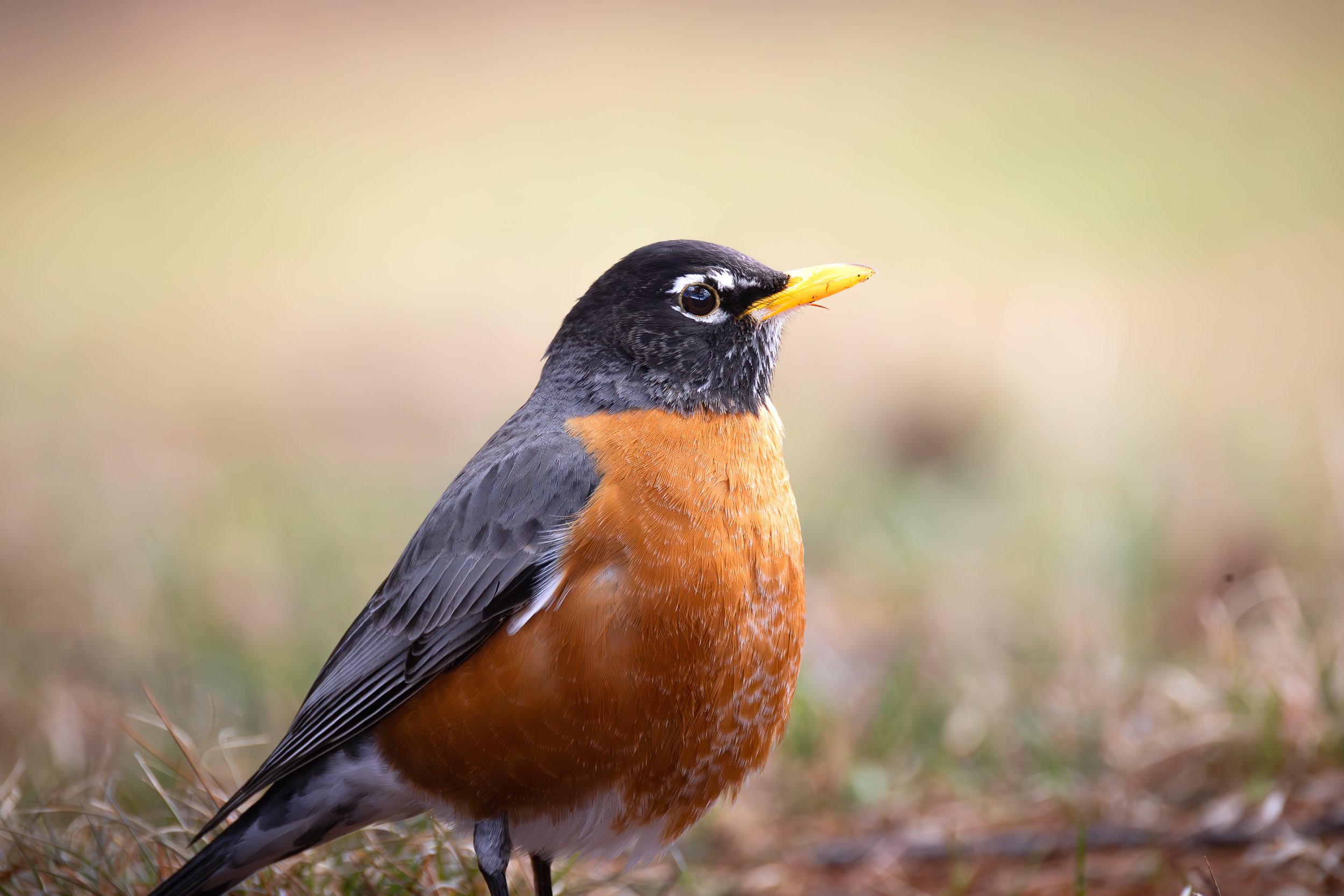 American Robin