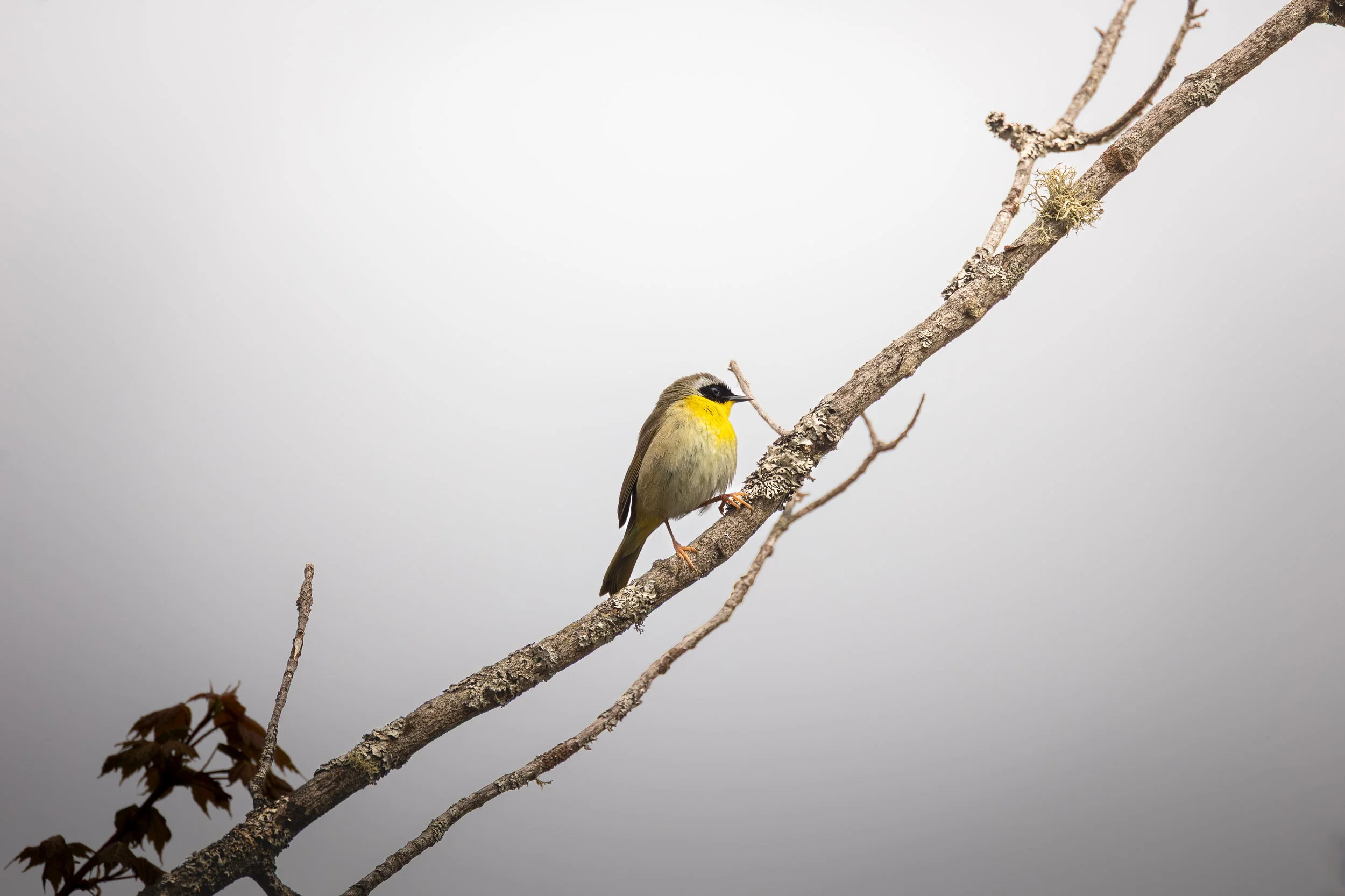 Common Yellowthroat - Geothlypis trichas