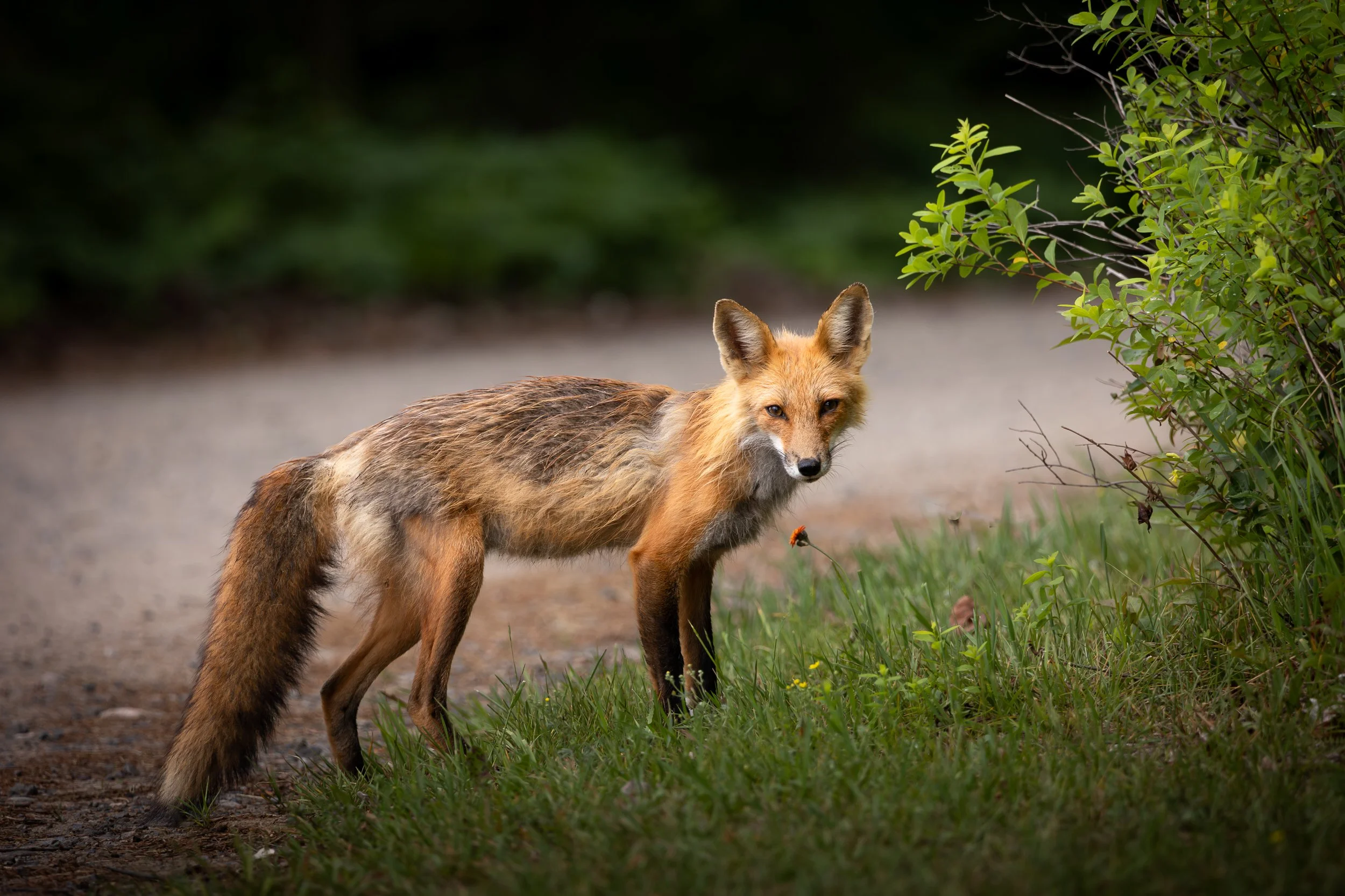 Red Fox - Vulpes vulpes