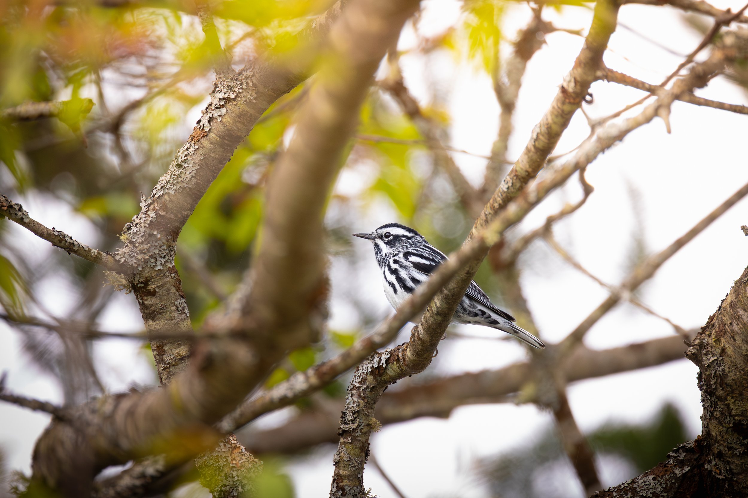 Black-and-white Warbler - Mniotilta varia