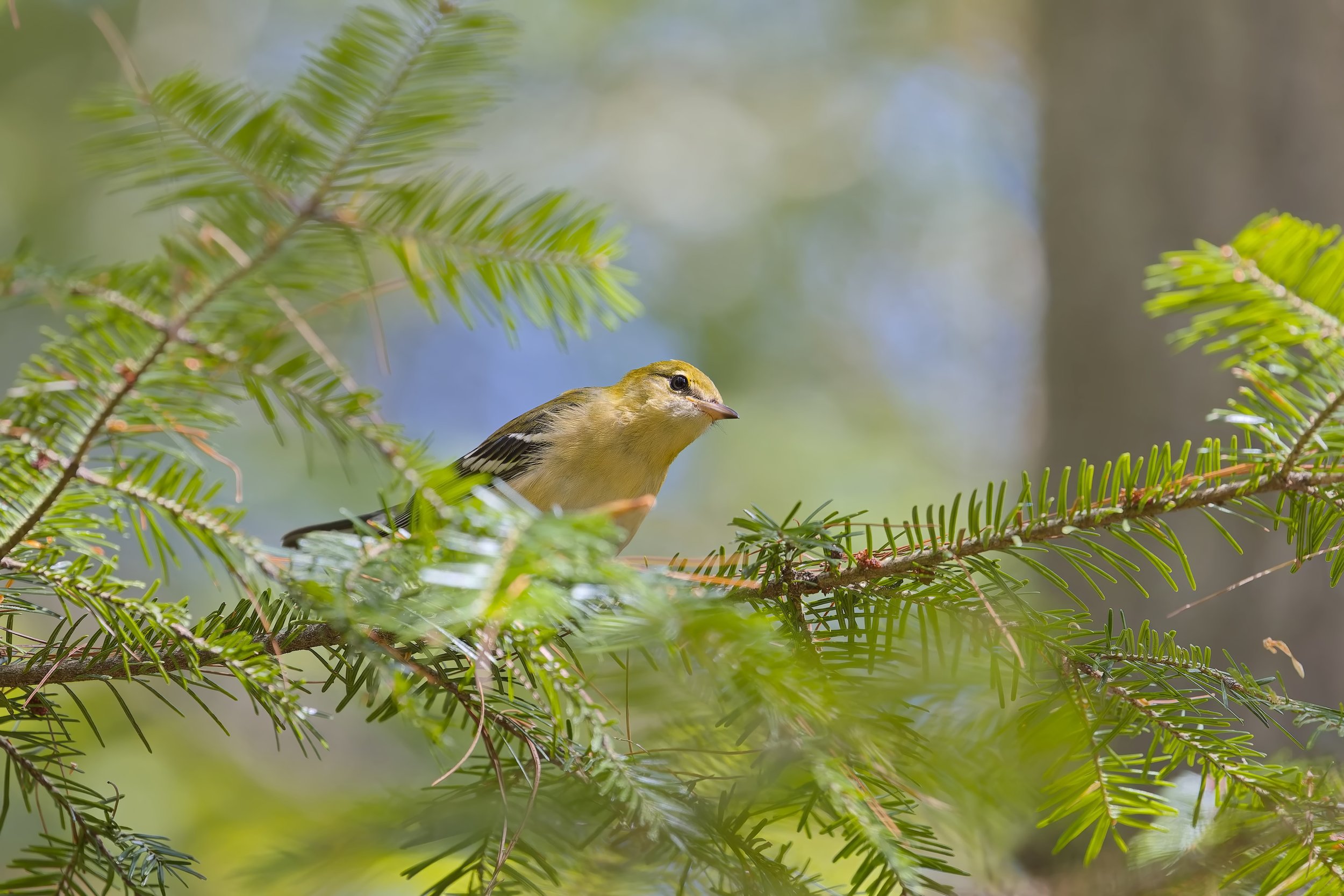 A Bird in the Bush