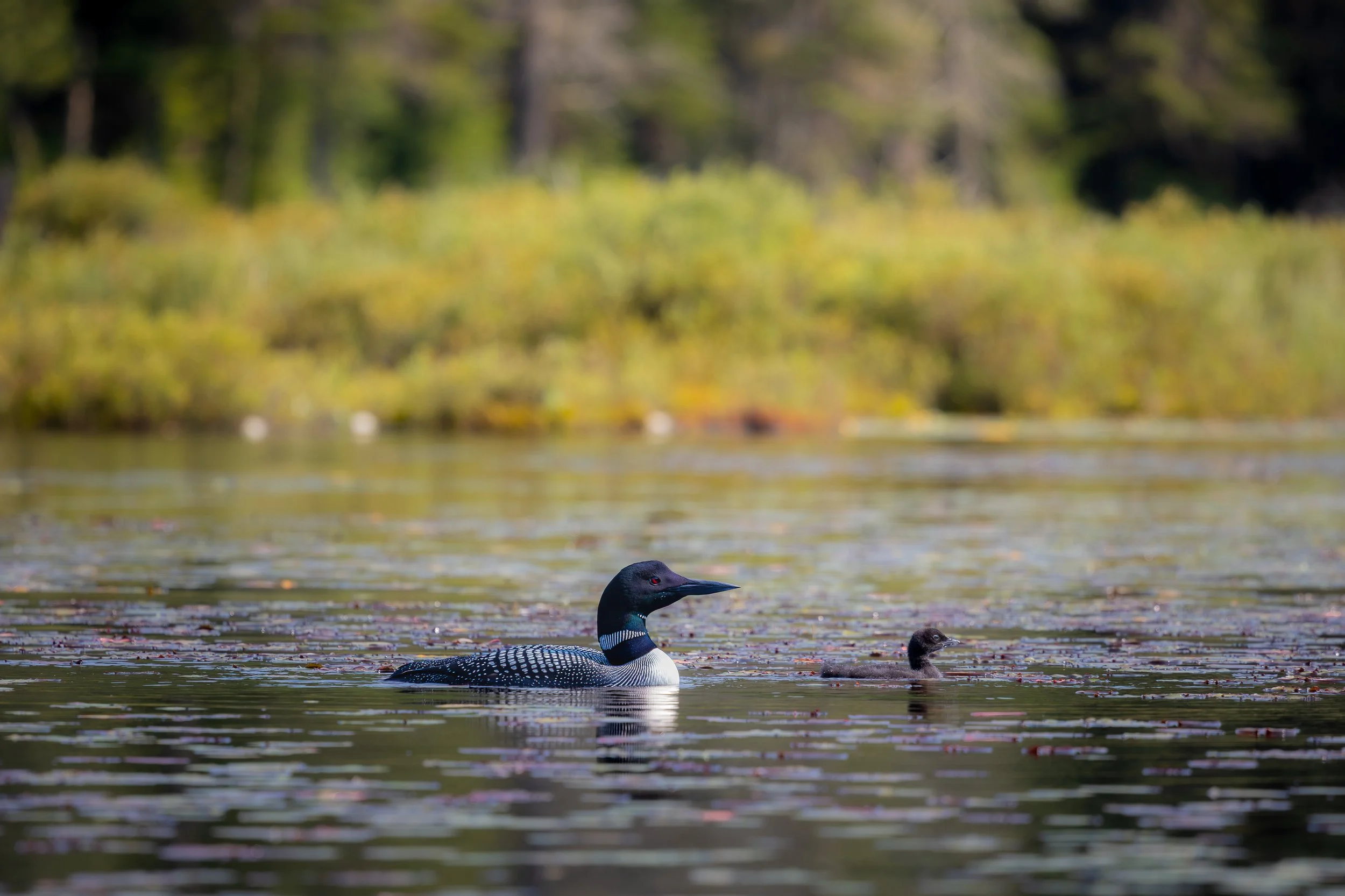A Loon and its chick in morning light - Gavia immer