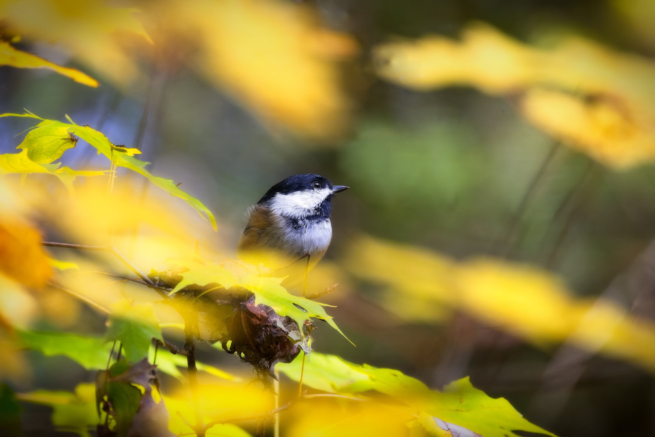 Chickadee Image # 2 - 734A9351-CR3_DxO_DeepPRIME.jpg
