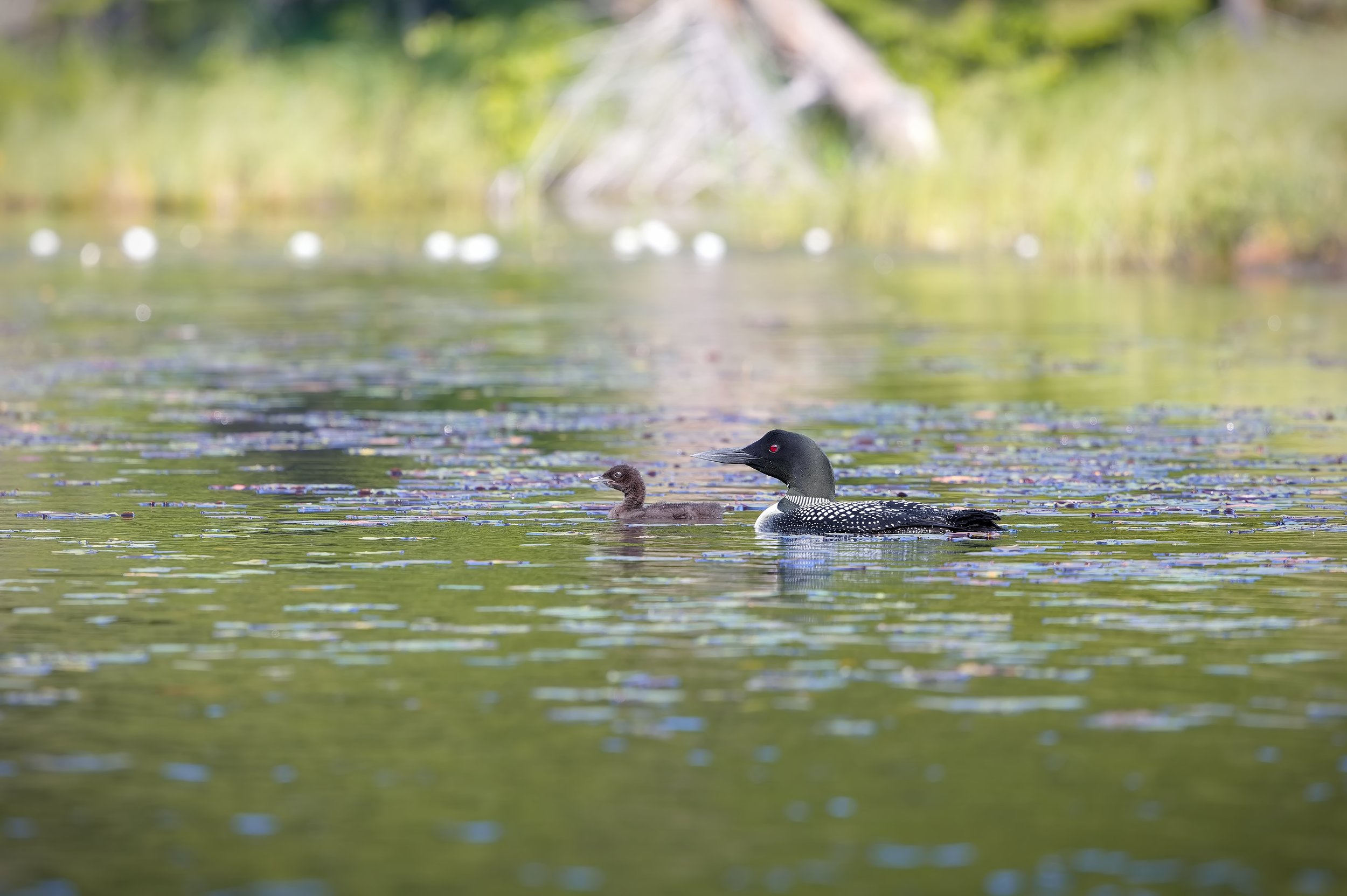 Loon and Chick