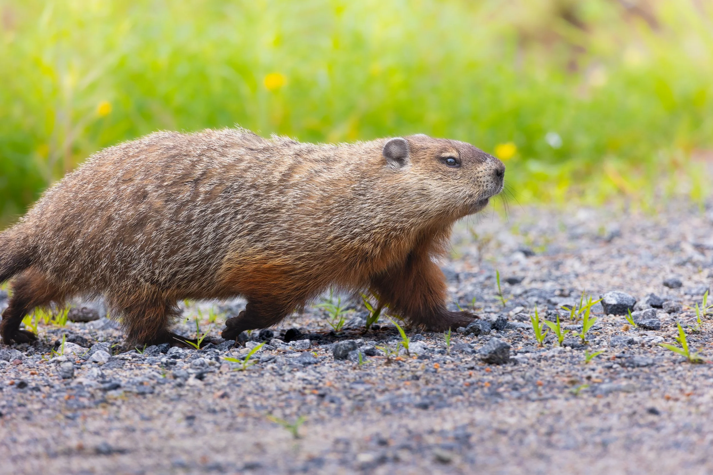Groundhog-2023.jpeg