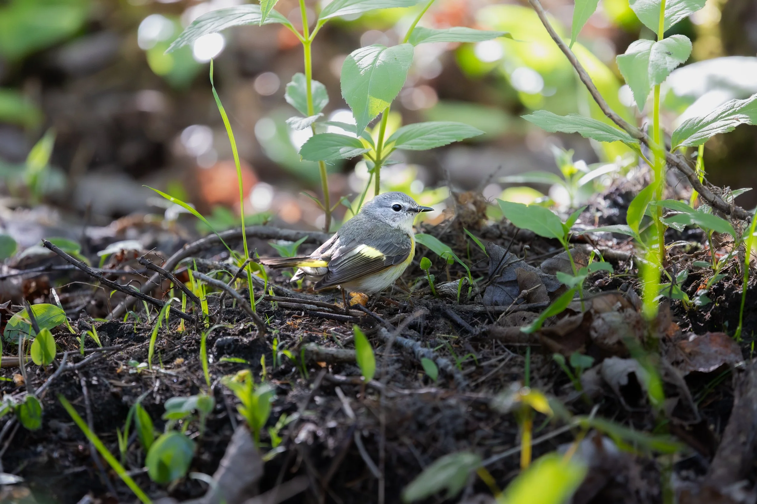 American Redstart female - Setophaga ruticilla
