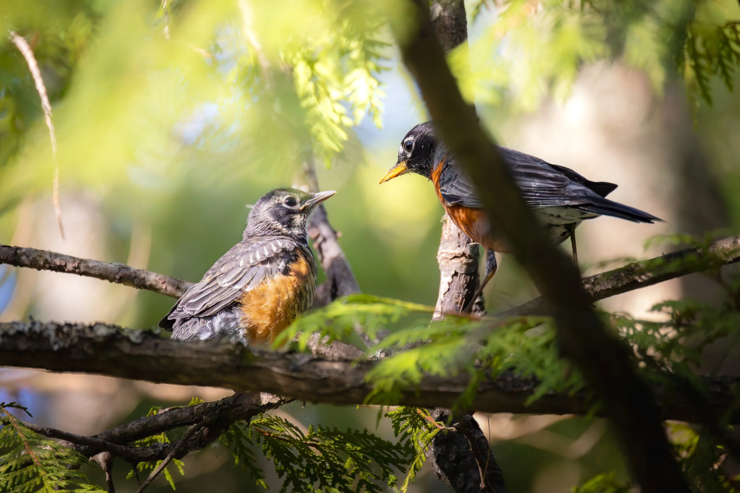 American Robin and fledgling - Turdus migratorius
