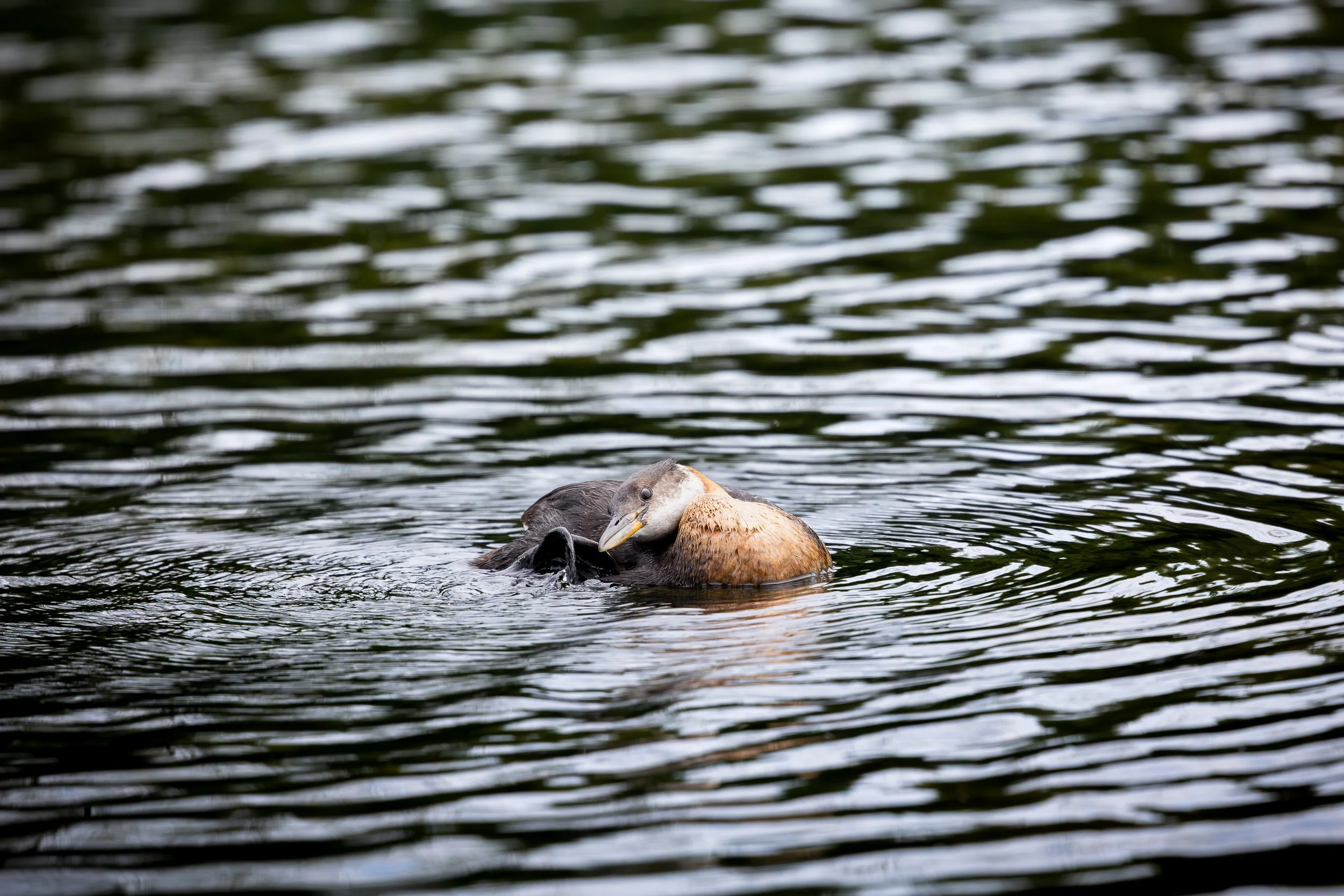 Red-necked Grebe - Podiceps grisegena