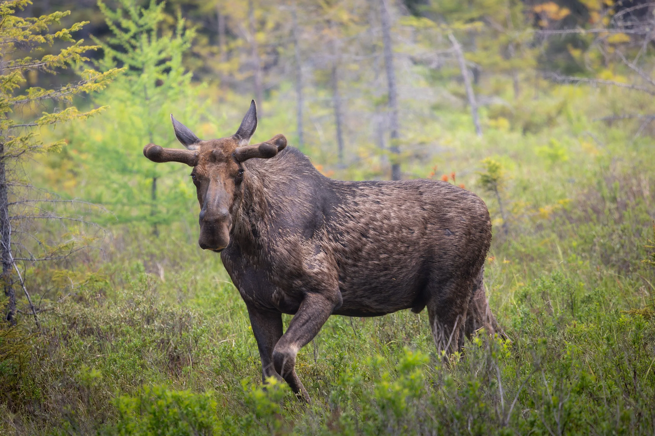 Moose the KIng of Algonquin PP. - Alces alces