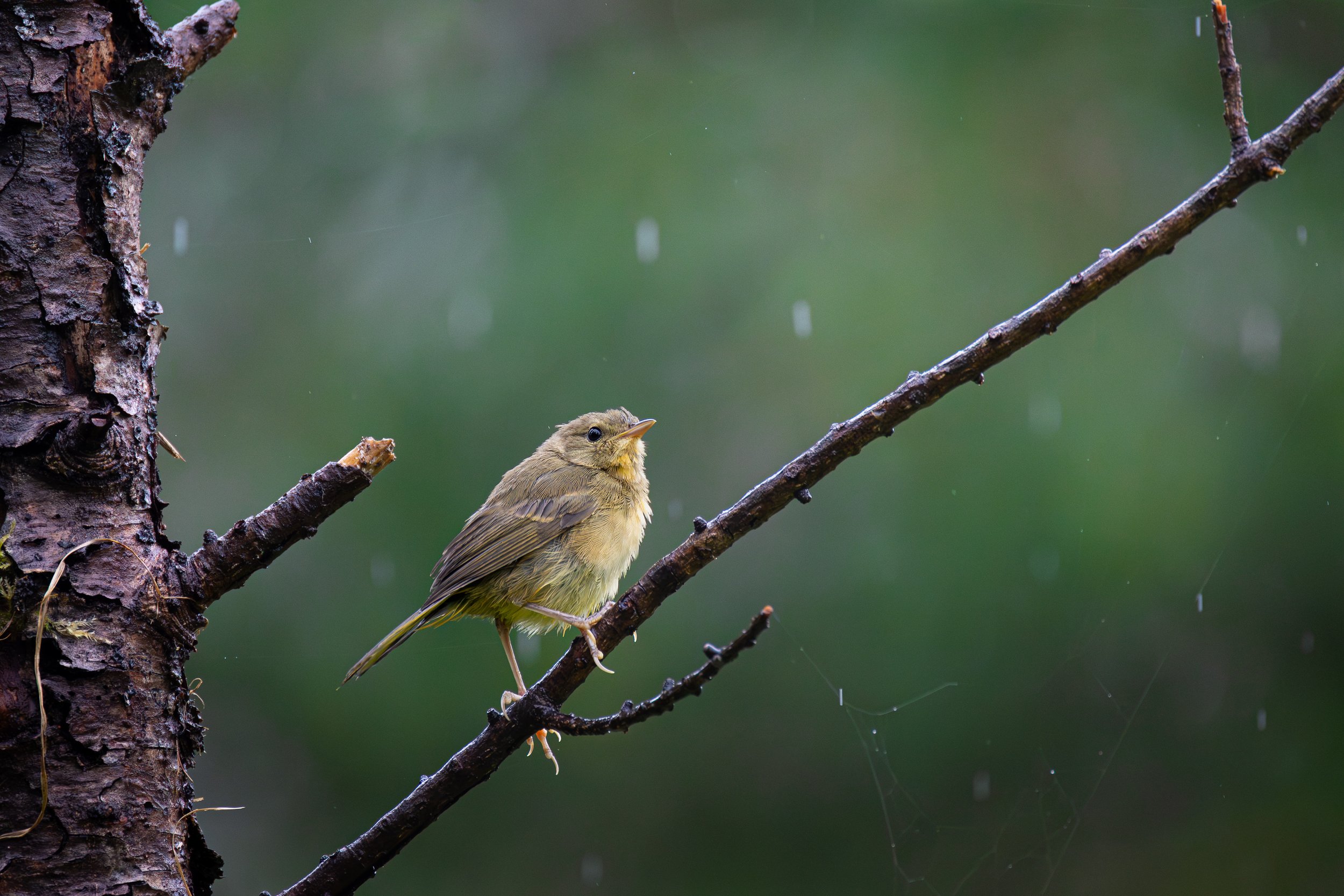 Common Yellowthroat in the rain pt.2 - Geothlypis trichas