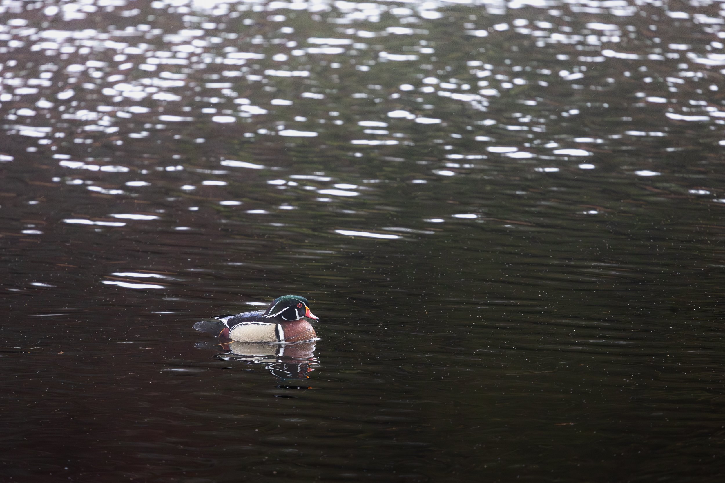 WoodDuck-0614.jpg