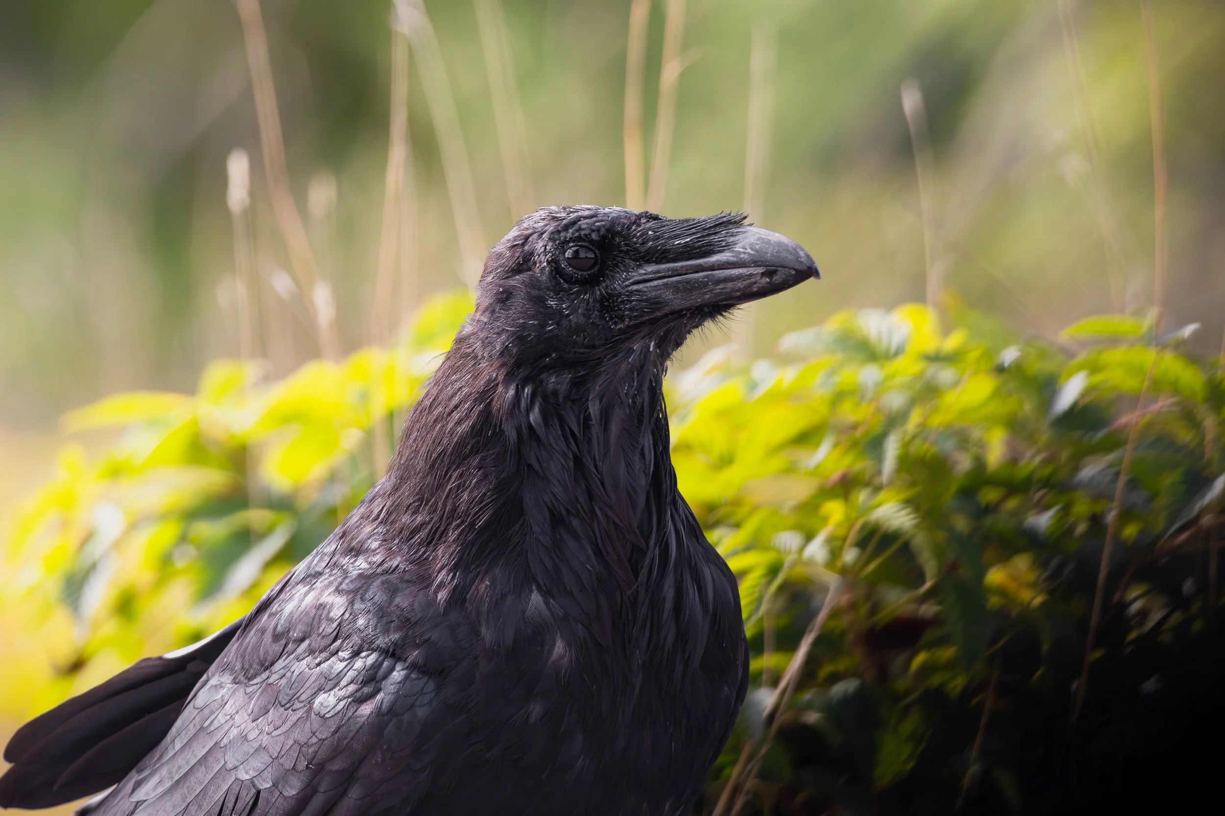 Algonquin Raven in Morning light - Corvus corax