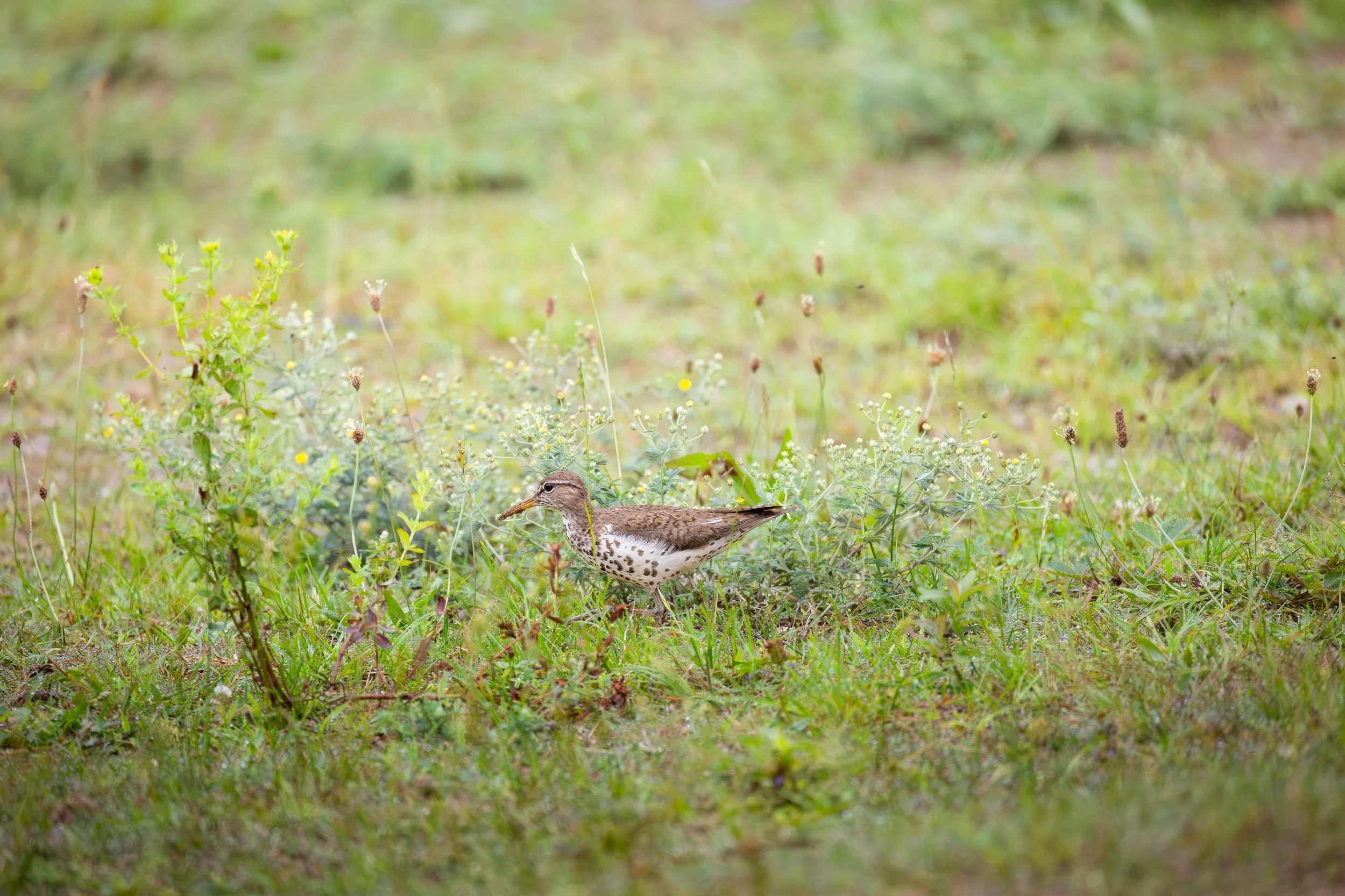 Spotted Sandpiper on the move - Actitis macularius