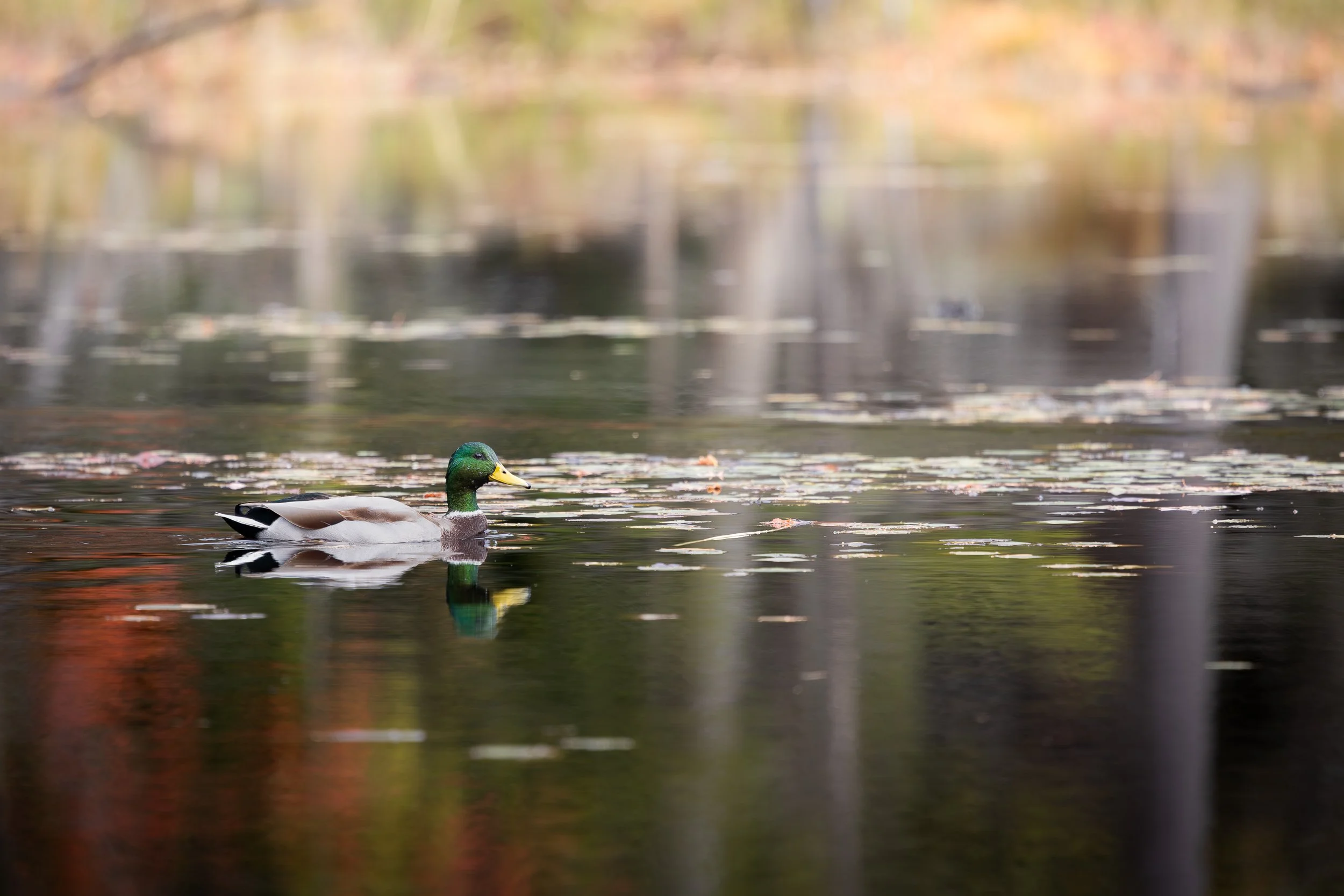 Mallard in Fall Light-2024.jpg