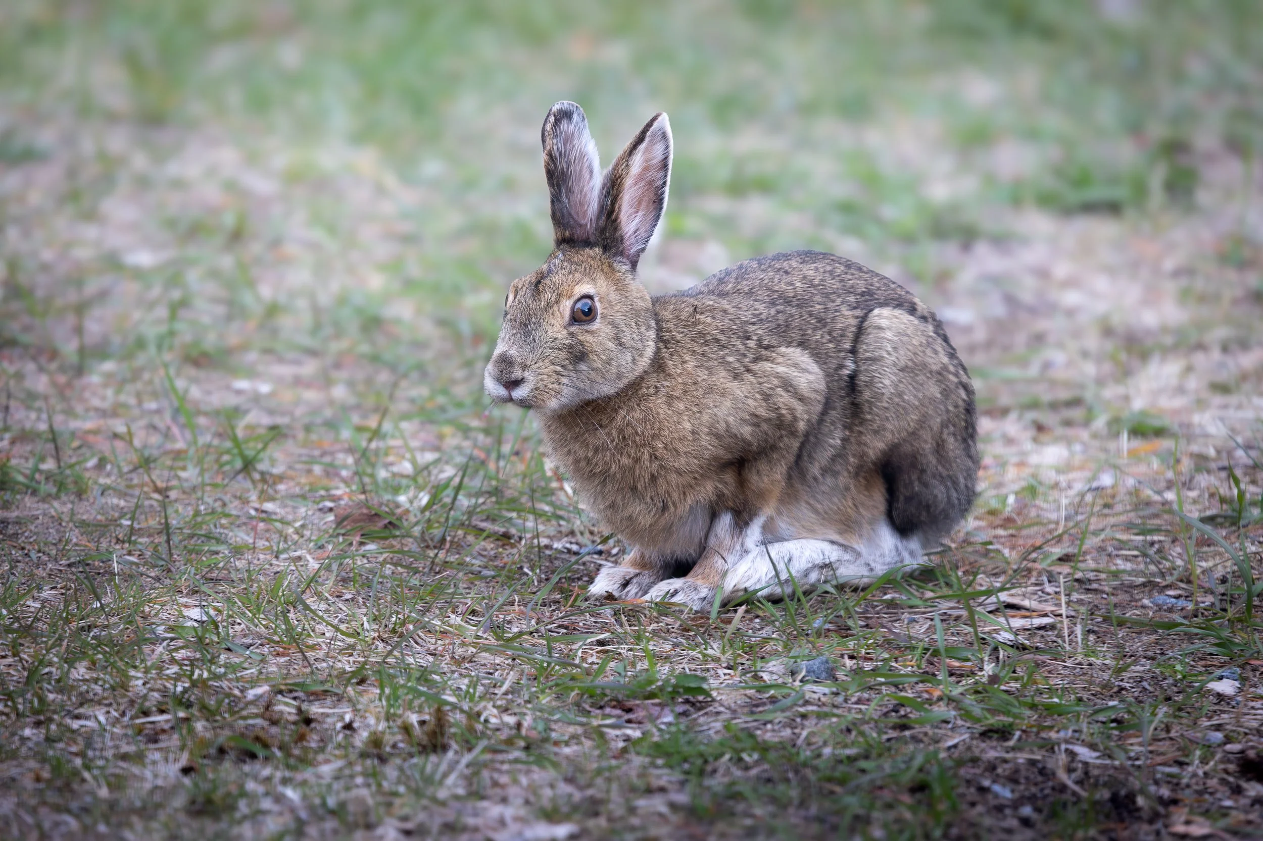 Snowshoe Hare