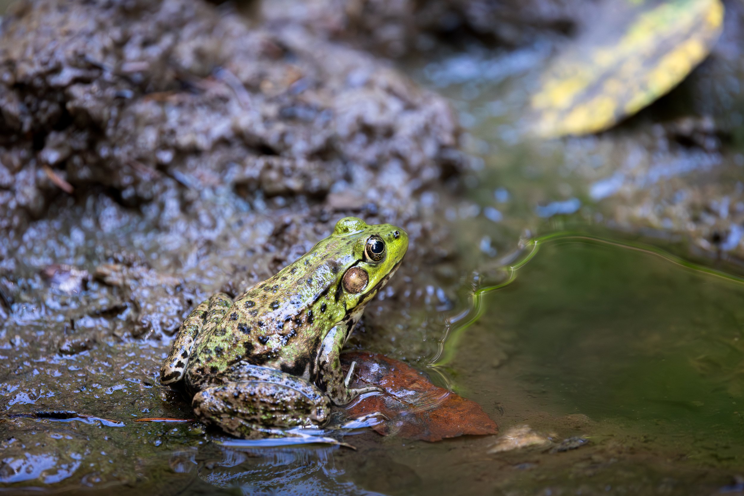 Green Frog 2024-1818.jpg
