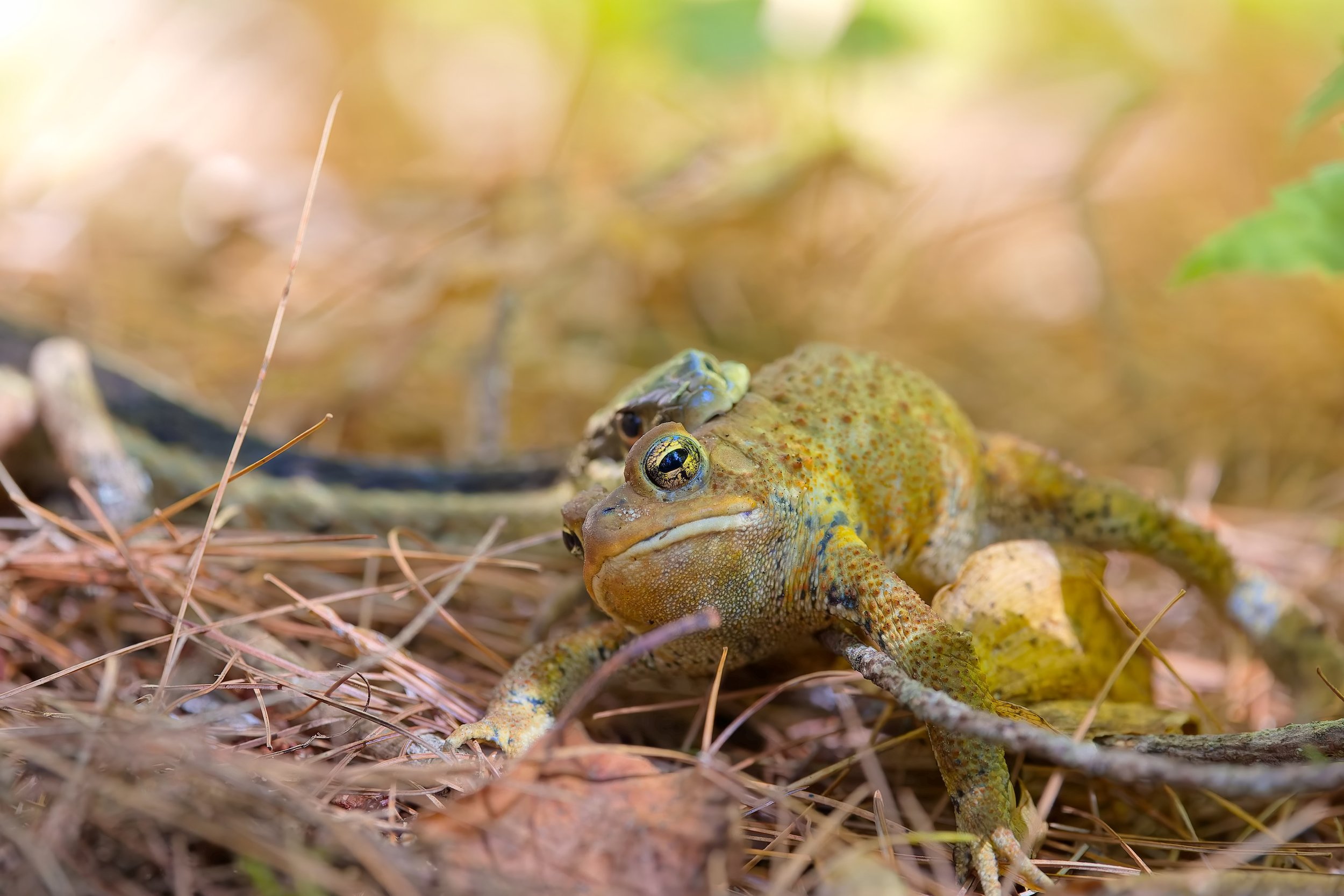 Ribbon Snake and the Toad