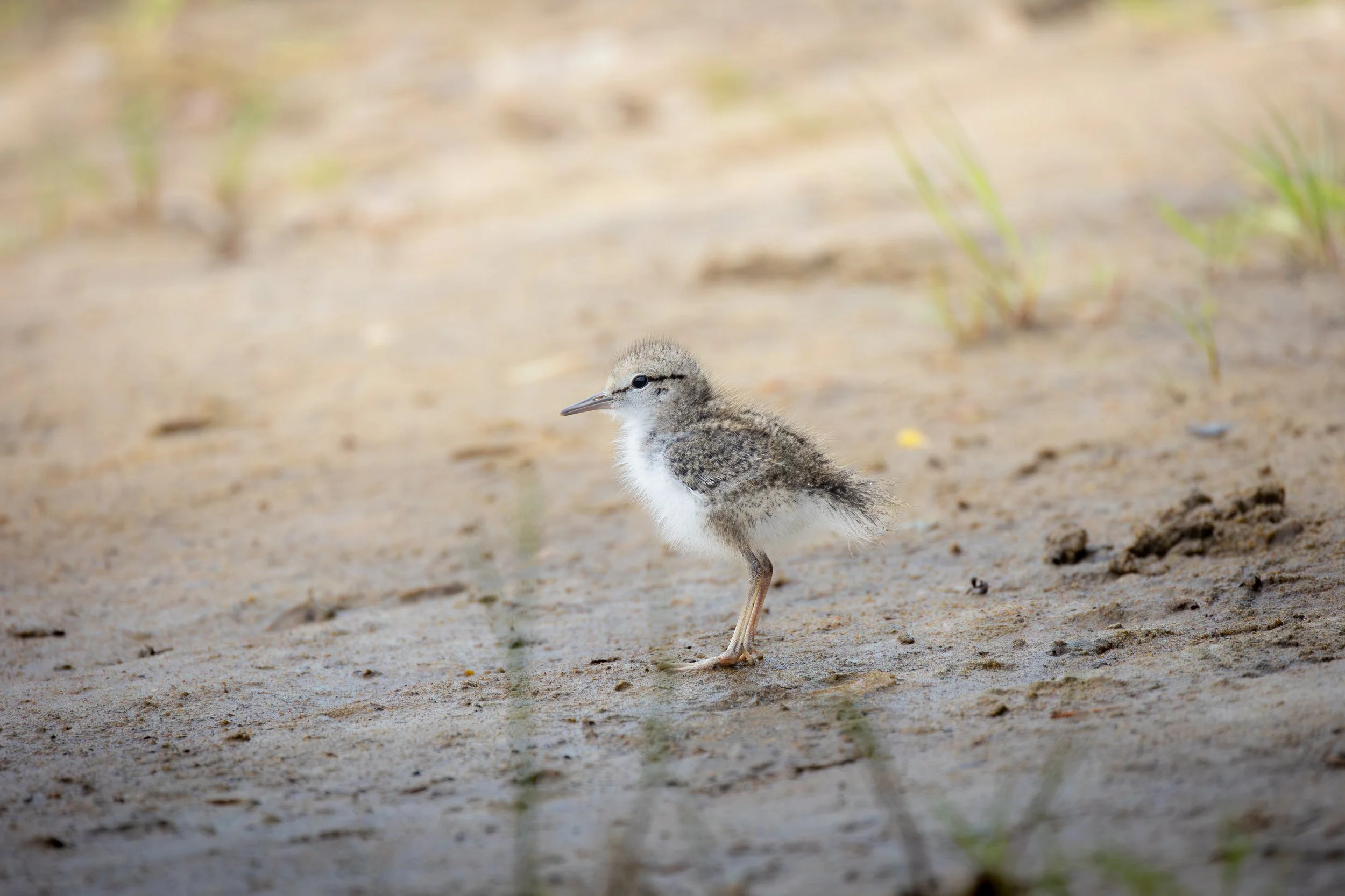 Baby Spotted Sandpiper - Actitis macularius