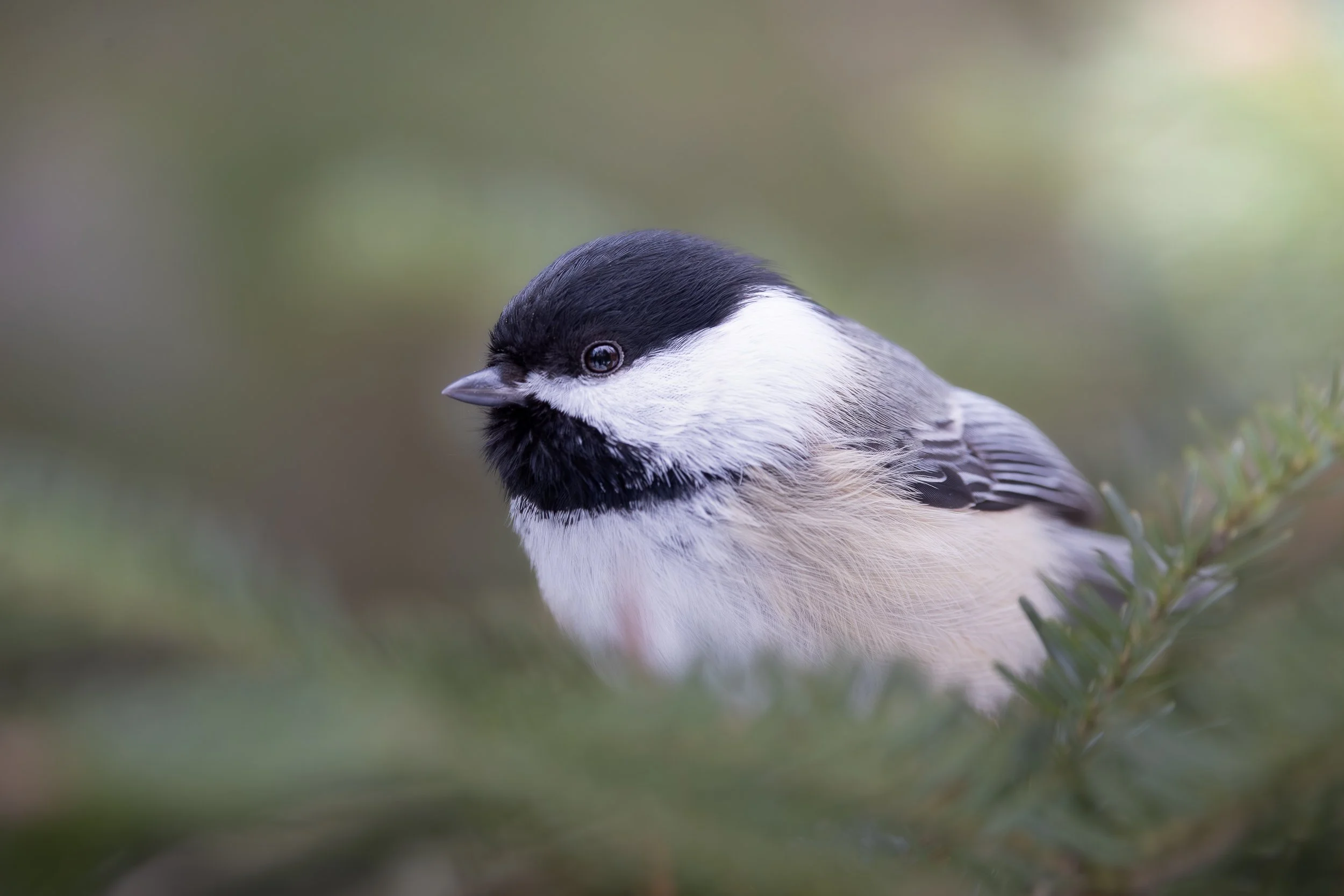 Black-capped chickadee-0473.jpeg