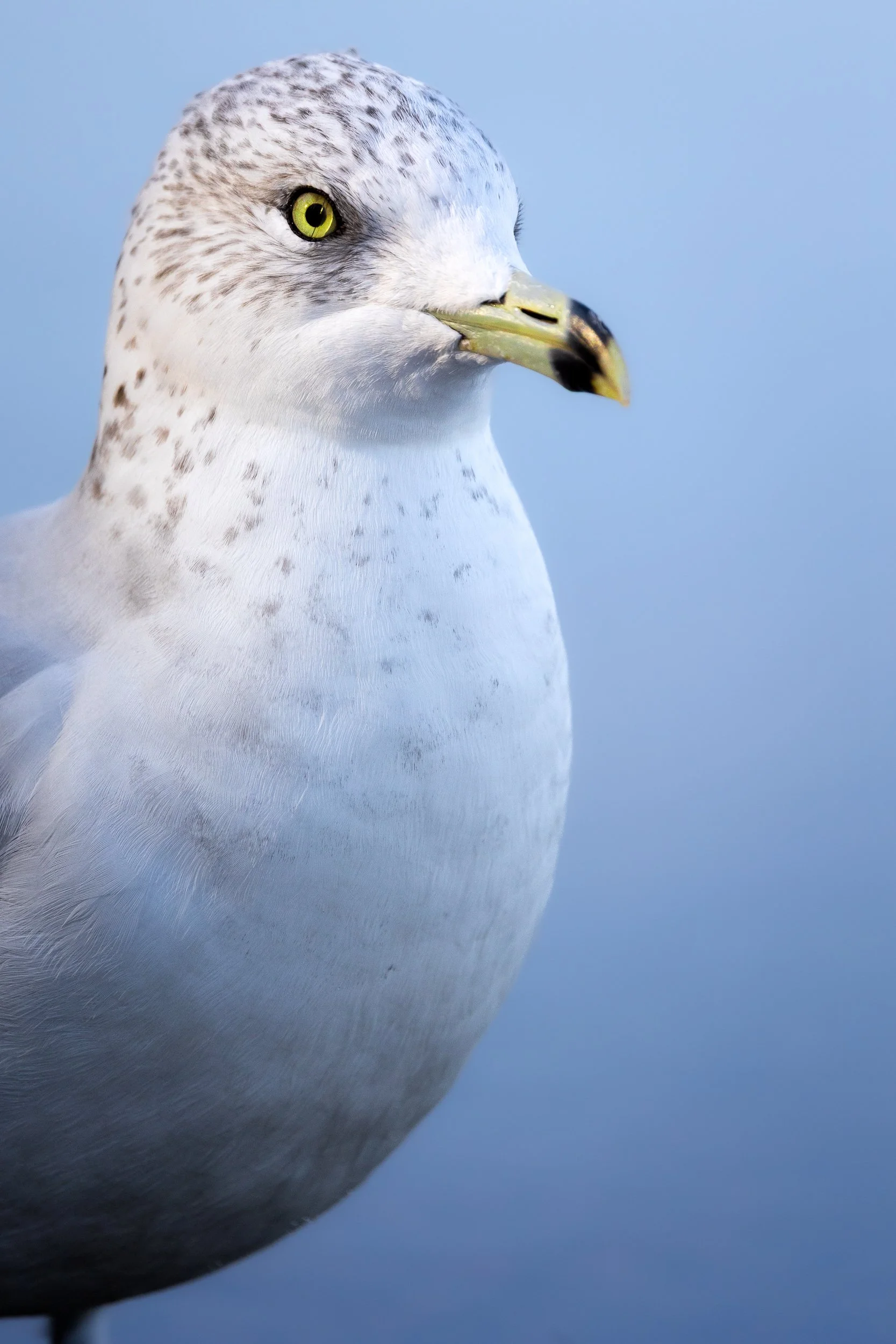 Ring Billed Gull-2024.jpeg