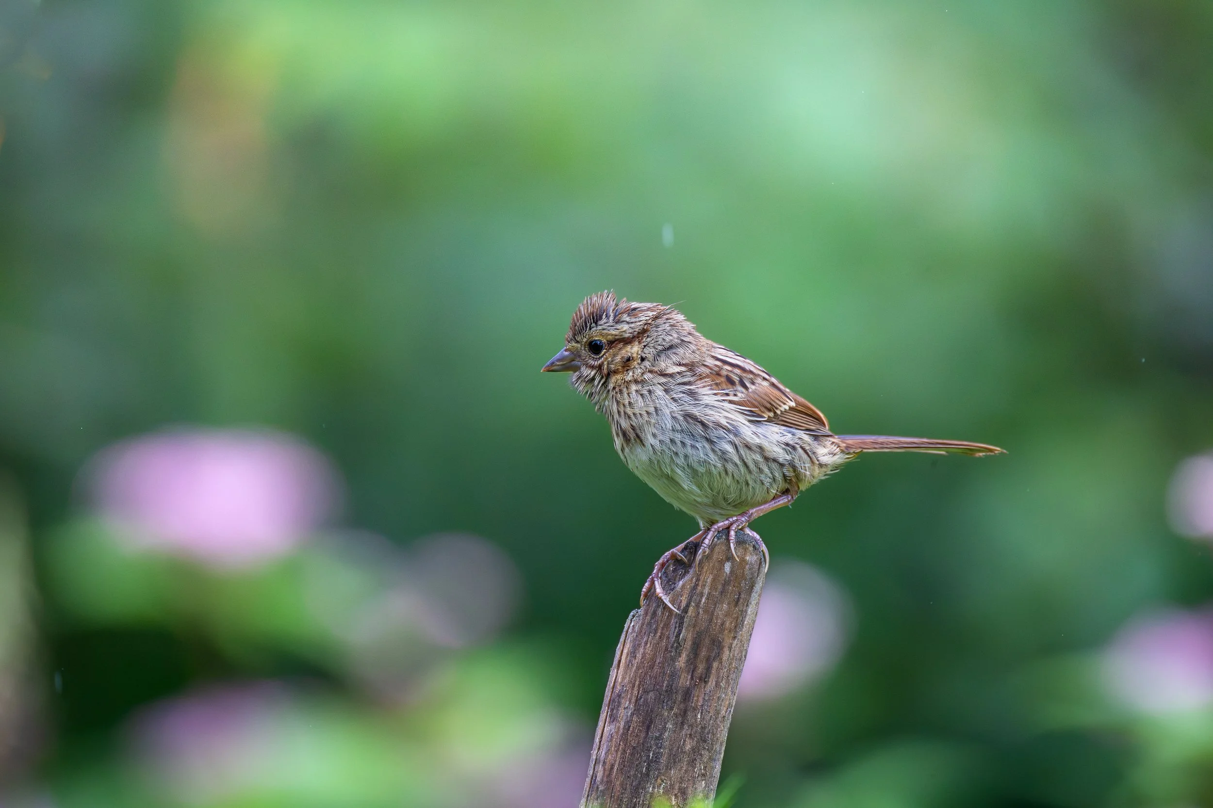 Song Sparrow perched in the rain - Melospiza melodia