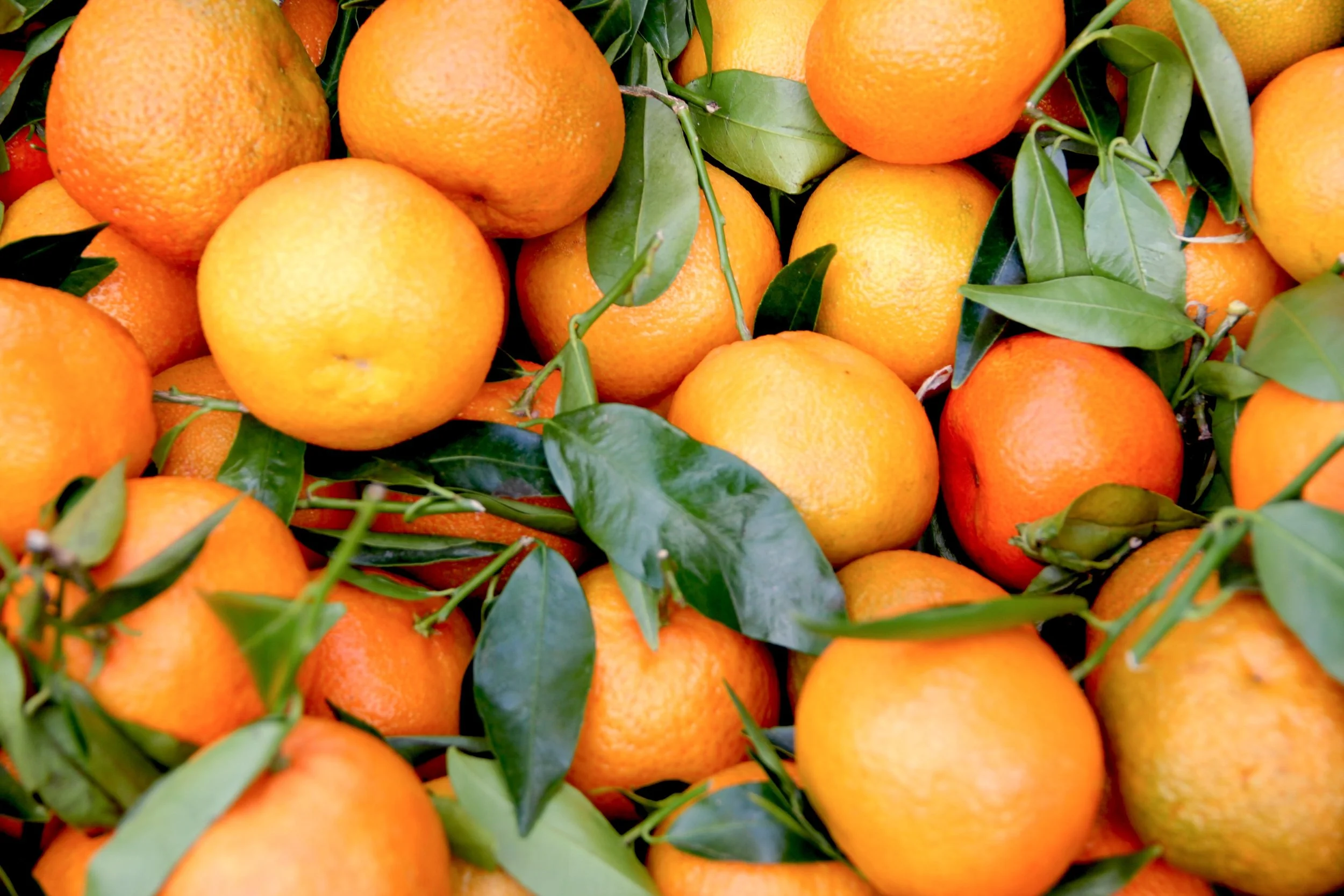 Stock Unspash image_citrus.jpg