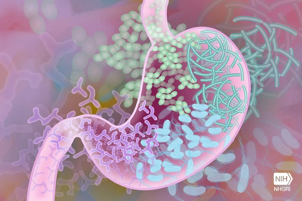 The Gut Microbiome and What It Means for Your Health