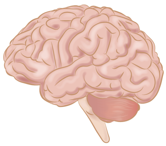 The Link Between Nutrition and Mental Health