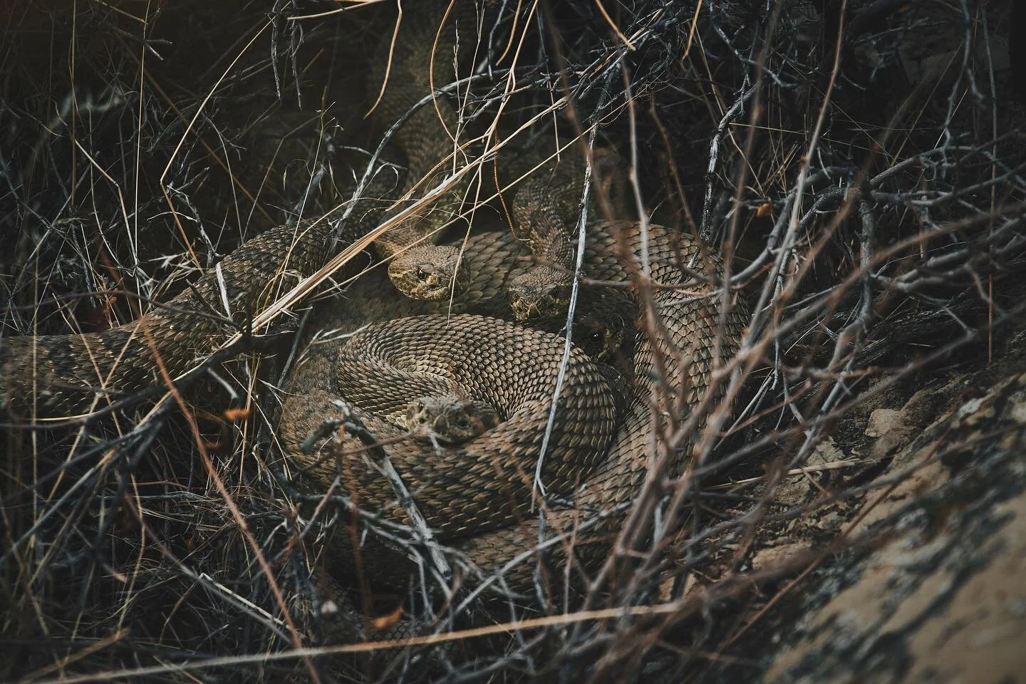 Medusa lives. 

How many prairie rattlesnakes can you spot?! 

From a recent expedition with @inspiredbymontana 

#rattlesnake #rattlesnakes #venom #prairie #prairierattlesnake #montana #fangs #medusa #nature #naturephotography #wildlife #wildlifepho