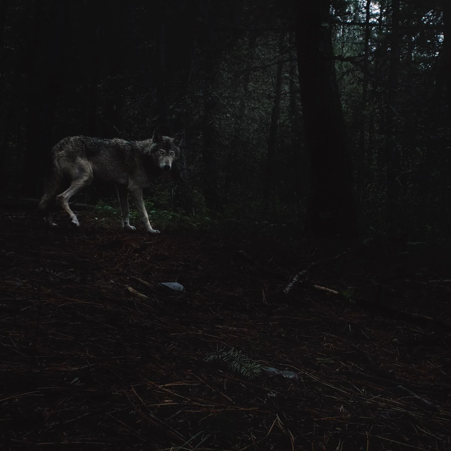 Excited to take another photo of a wolf in Missoula, Montana! 

Countless hours and camera repairs paid off!

#missoula #montana #missoulamontana #wolf #wolves #wolvesofinstagram #ihangcamerasontrees #dslrcameratrap #wildlife #nature #incredible #ama