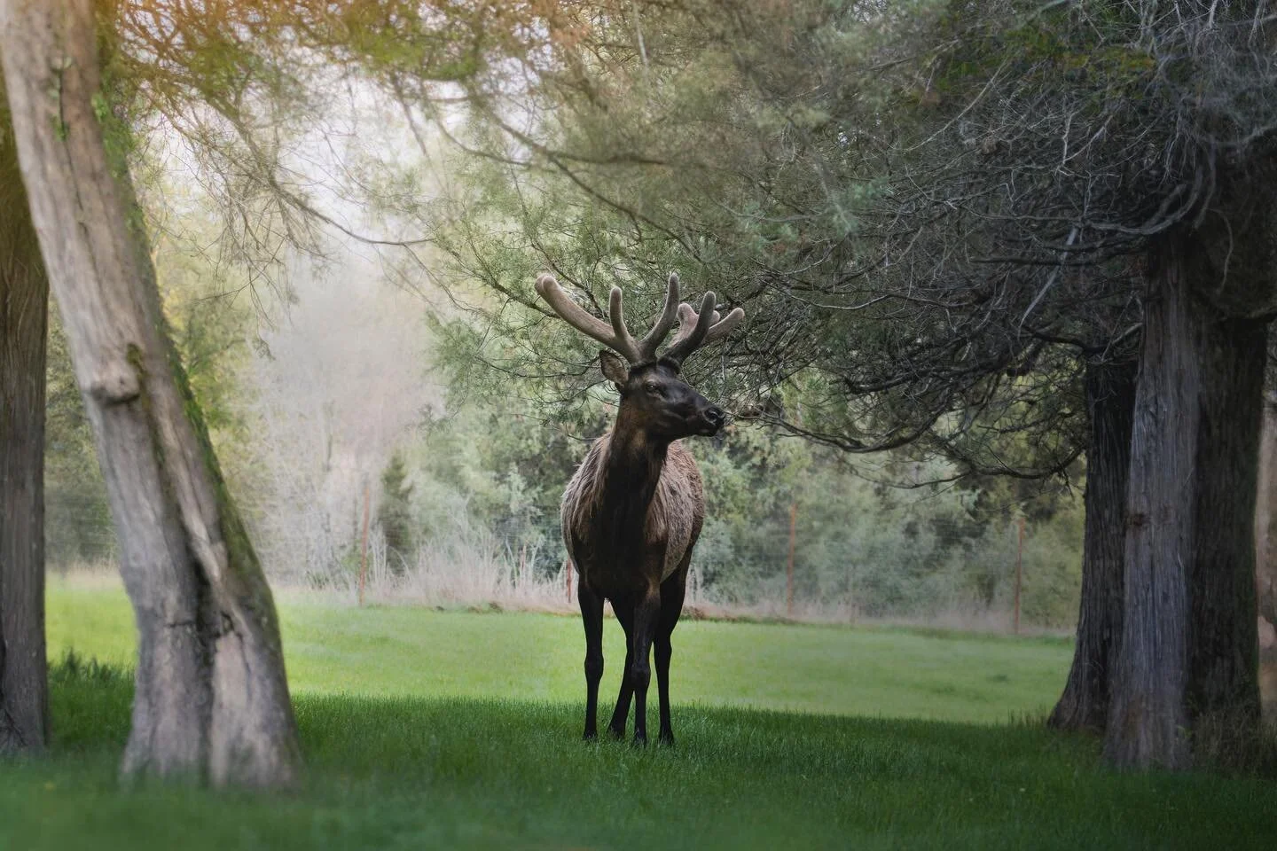 @inspiredbymontana and I were looking for wildlife and stumbled upon this giant bull elk. Even after seeing them so many times I&rsquo;m still constantly humbled by their size. 

#elk #bull #bullelk #montana #antlers #elkrack #elkhunting #wildlifetra