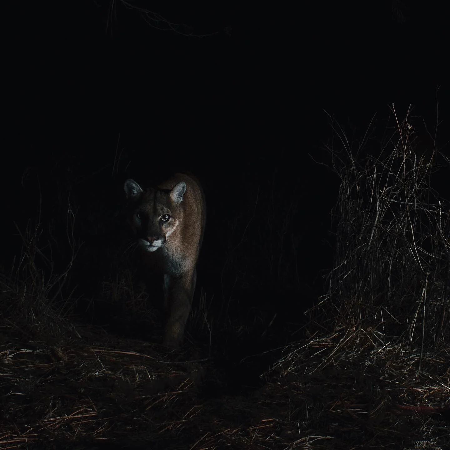 Emerging from the darkness. 

A young male mountain lion patrols the vast landscapes around Missoula, Montana. 

#mountainlion #puma #cougar #ihangcamerasontrees #wildlifephotography #nature #amazing #inspirational #missoula #montana #montanaphotogra