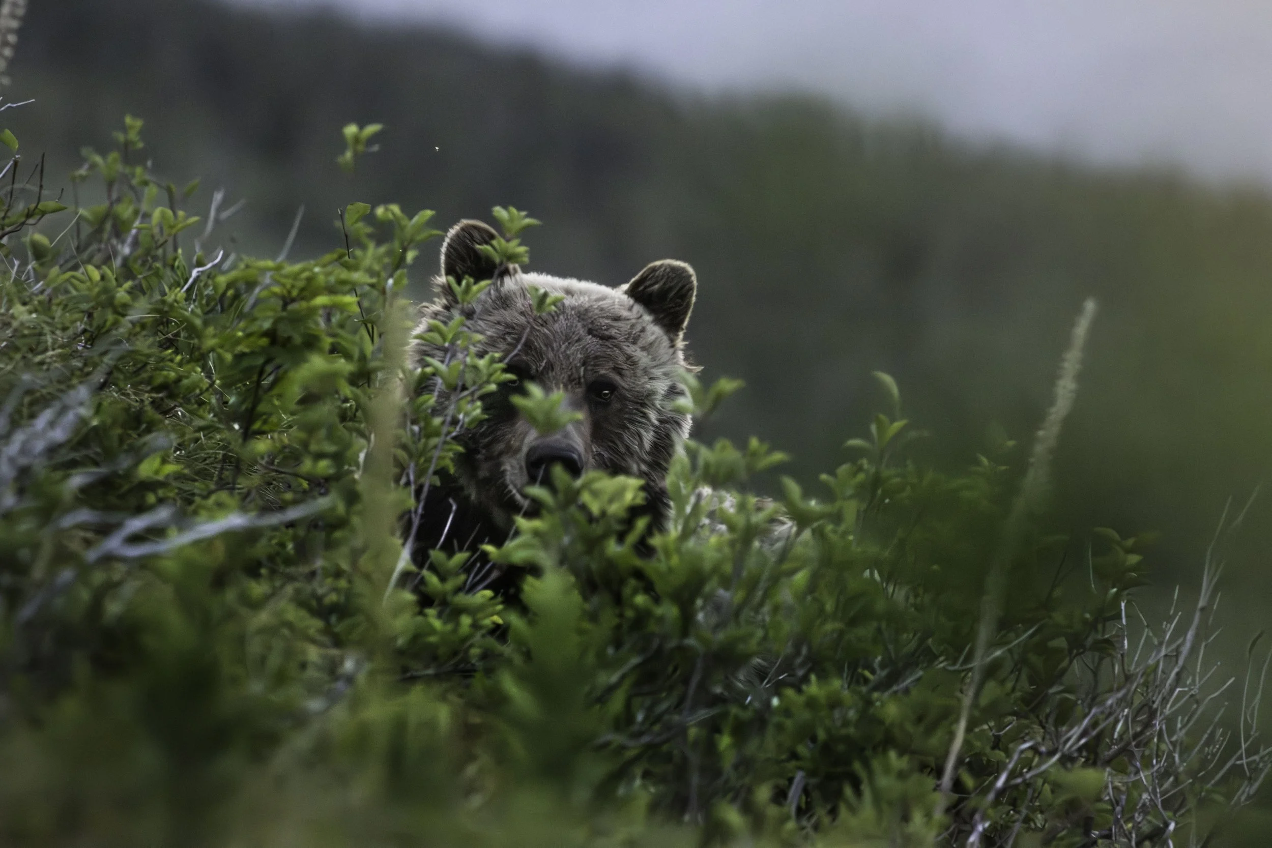 IMG_2196-Enhanced-NR-Edit copy.jpg